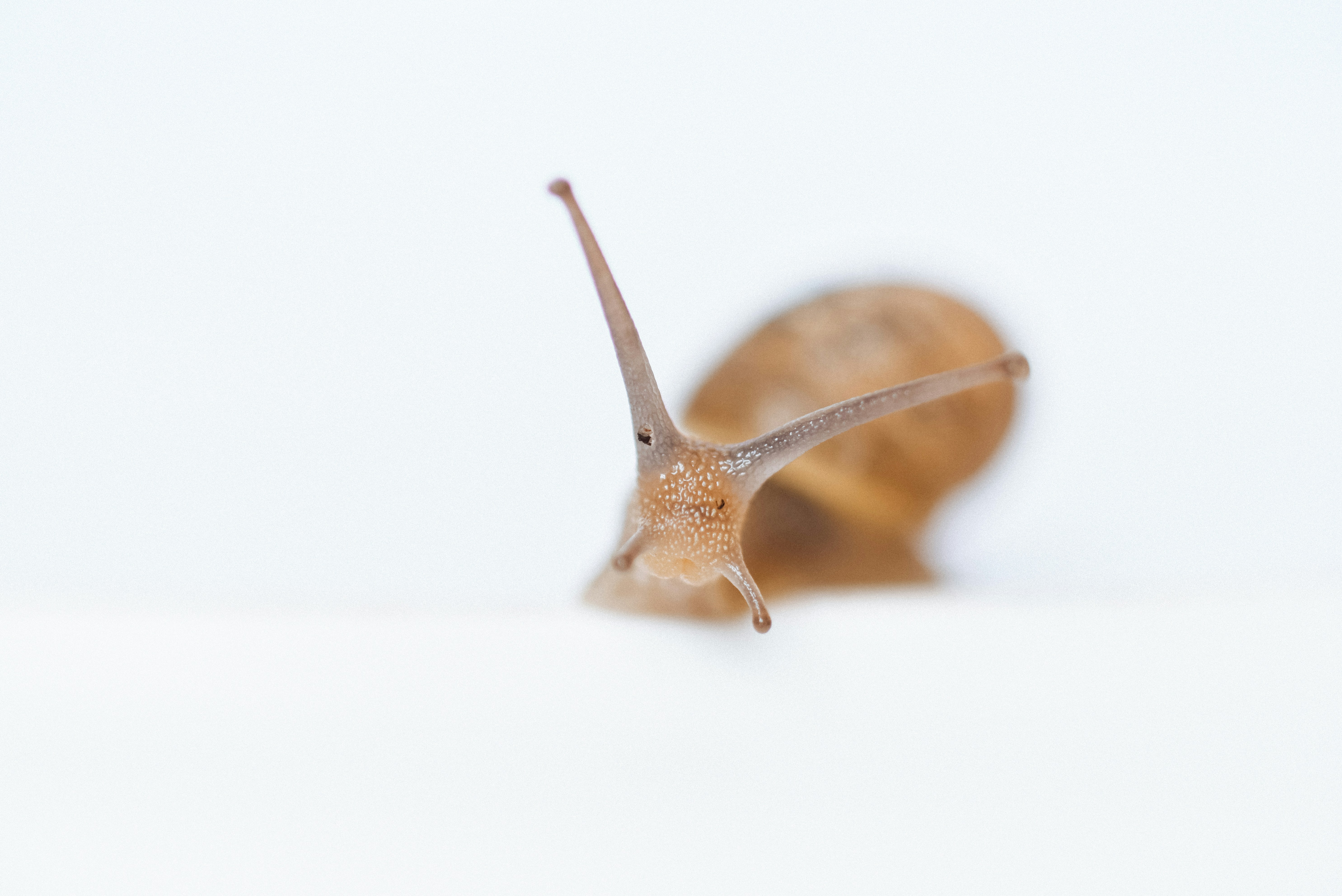 Snail Peeking Over White Surface