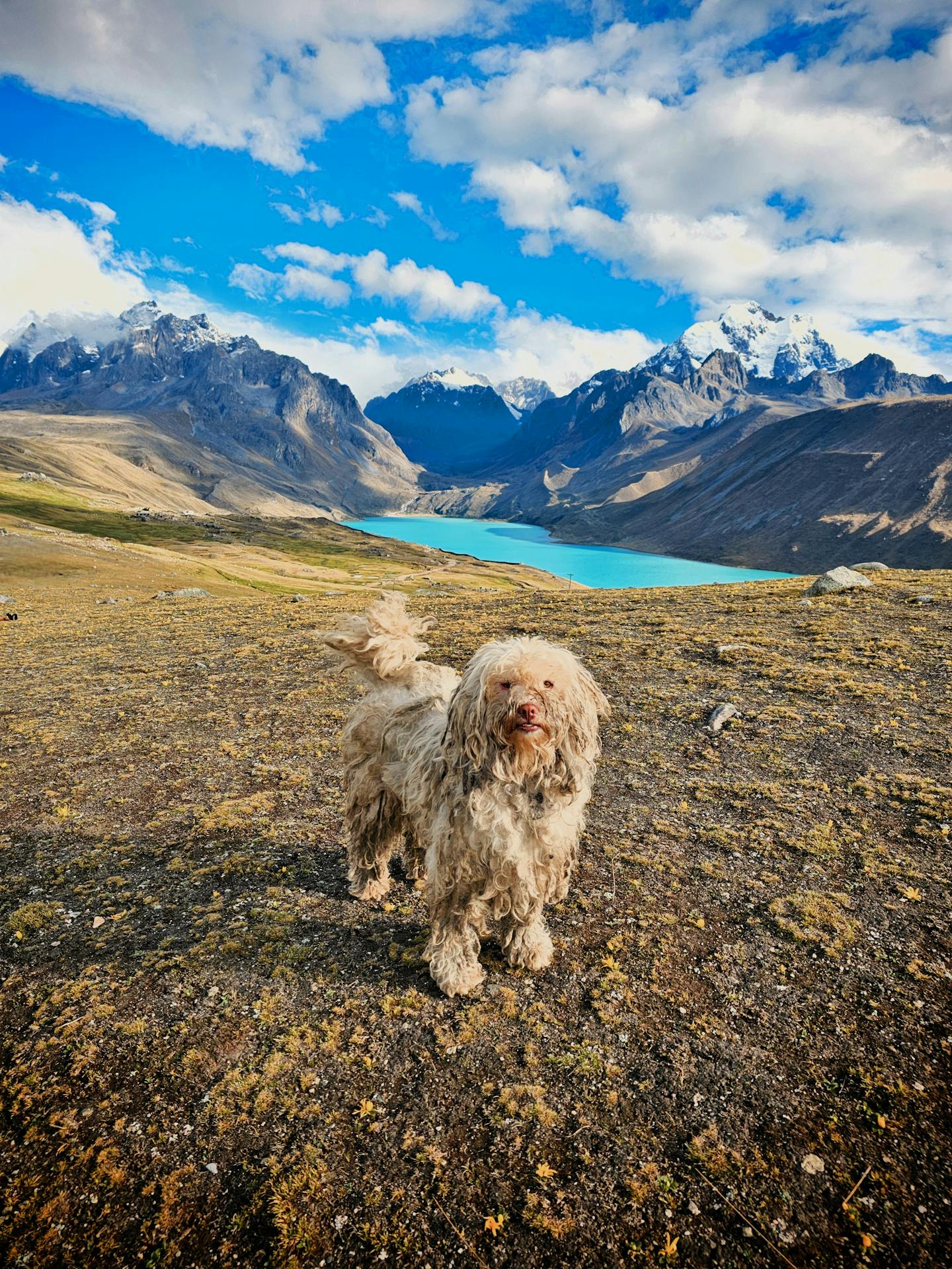 Fluffy Dog in Mountain Lake Landscape