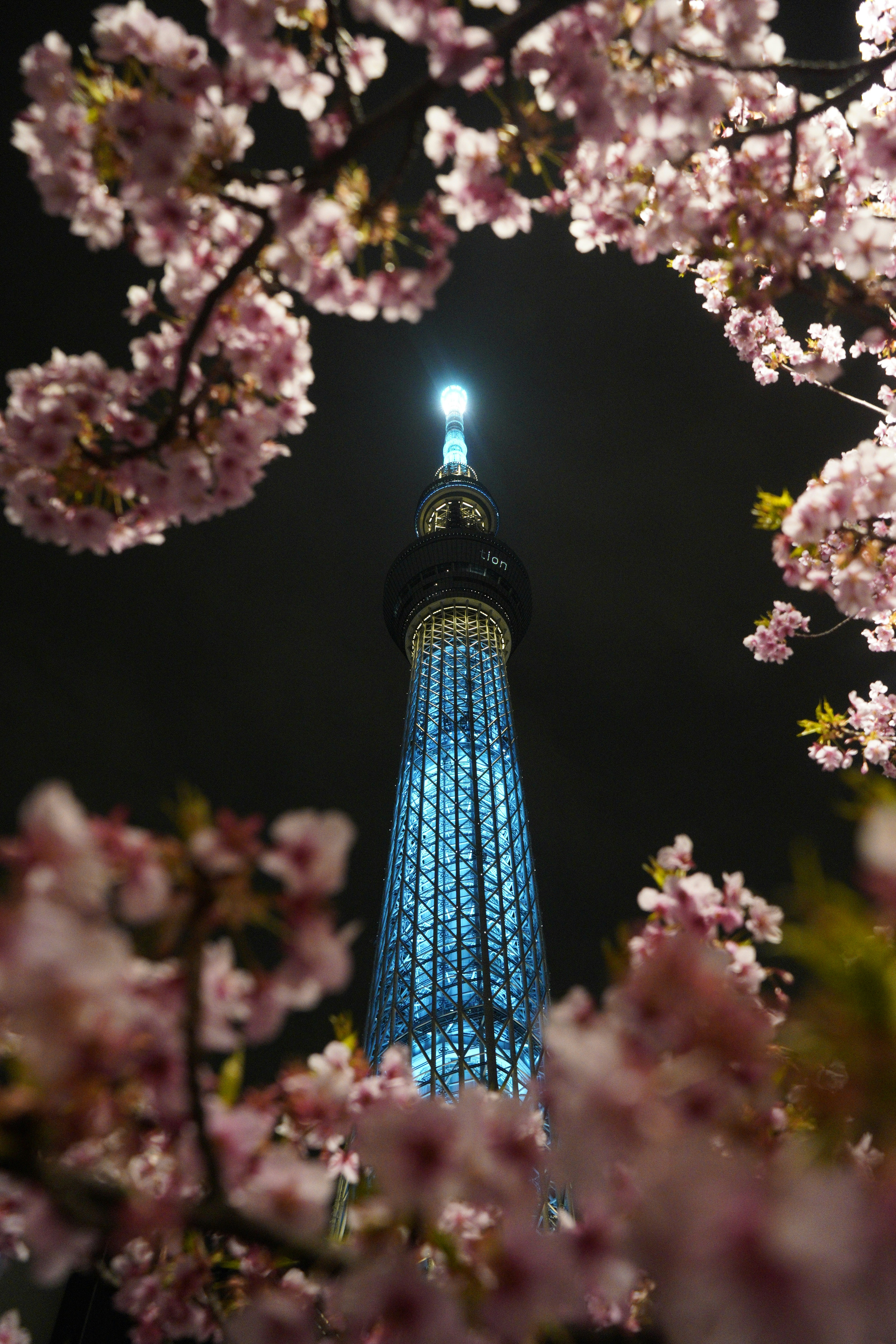 Tokyo Skytree Night Cherry Blossom View
