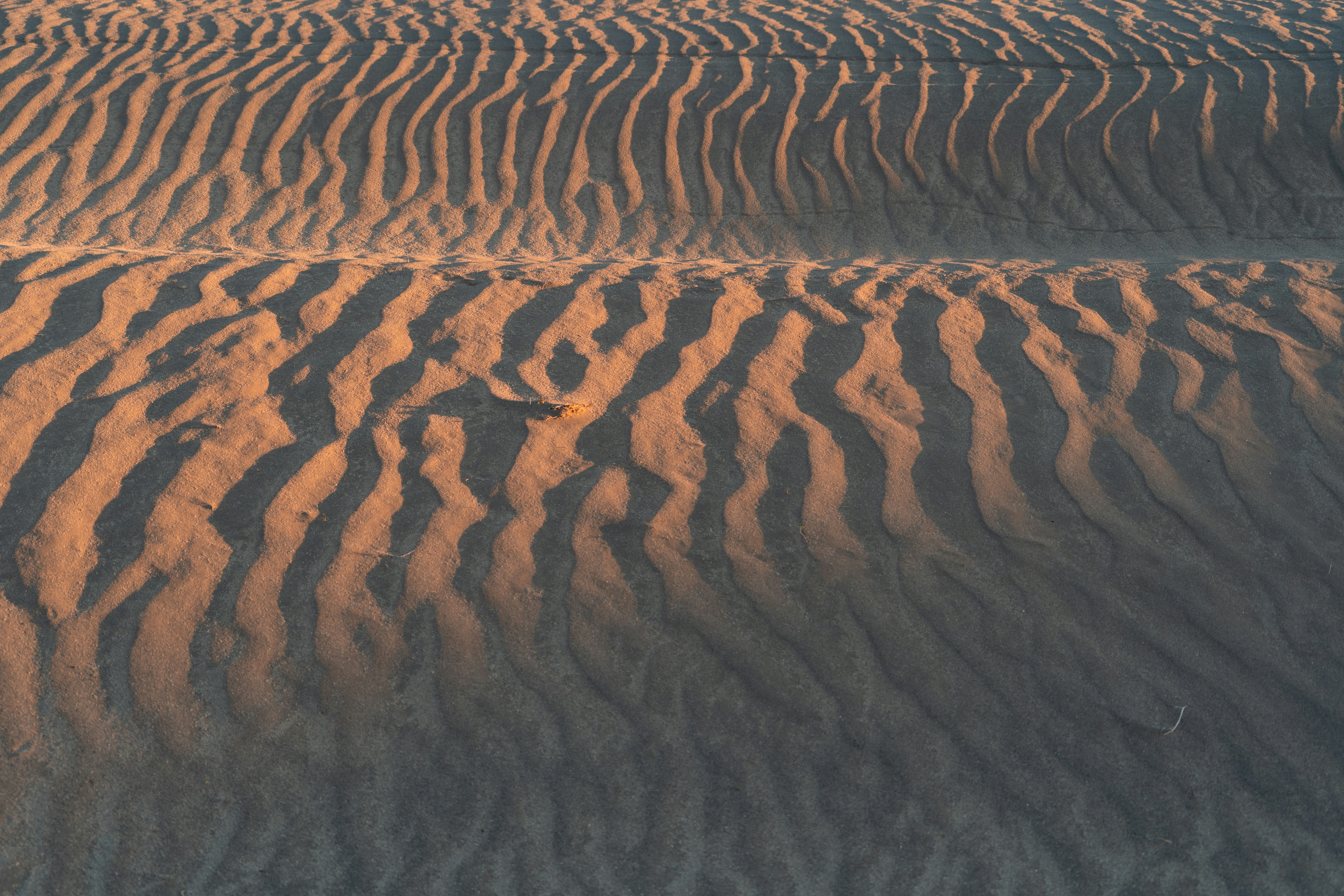 Sunlit Rippled Desert Sand Dunes