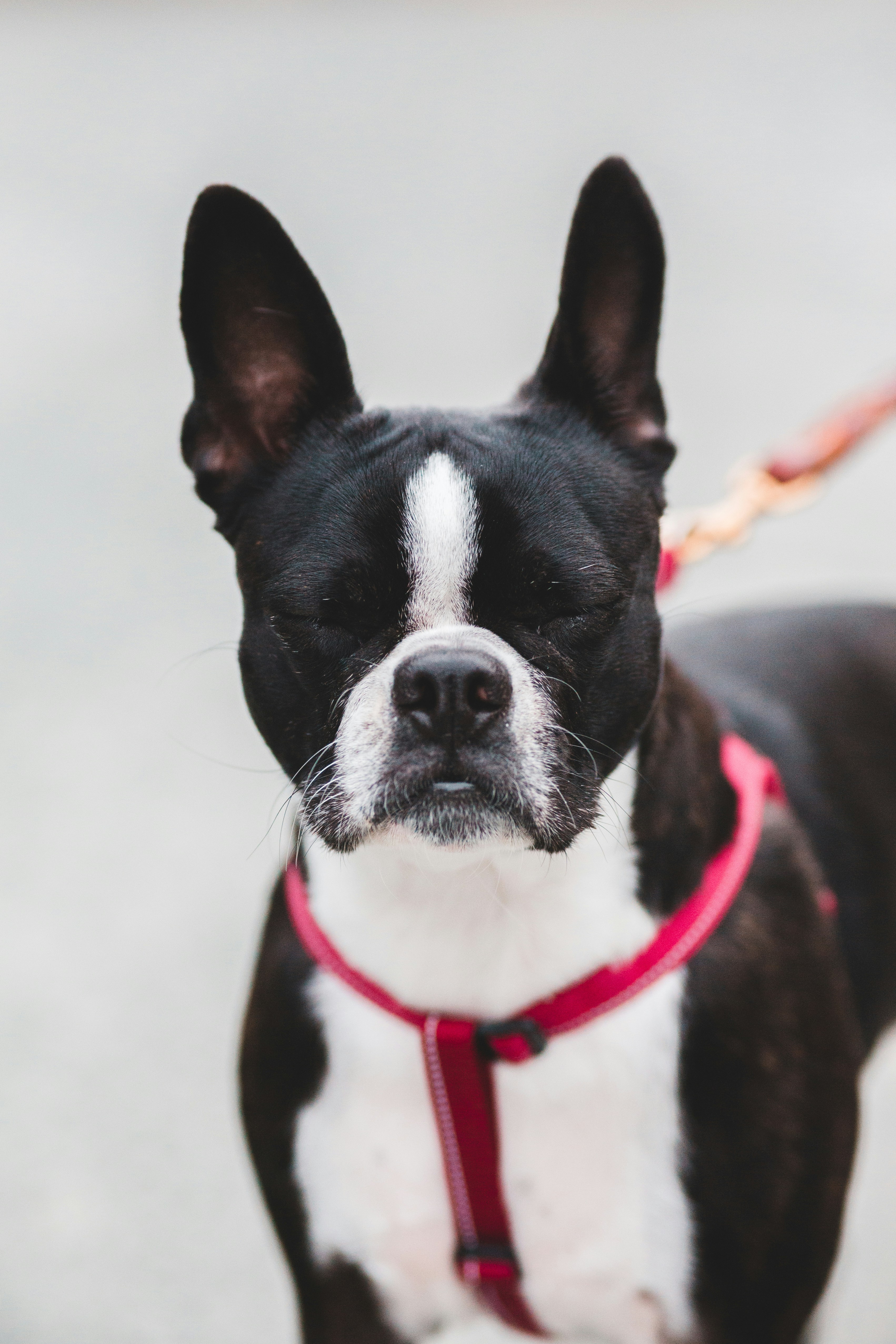Boston Terrier With Closed Eyes