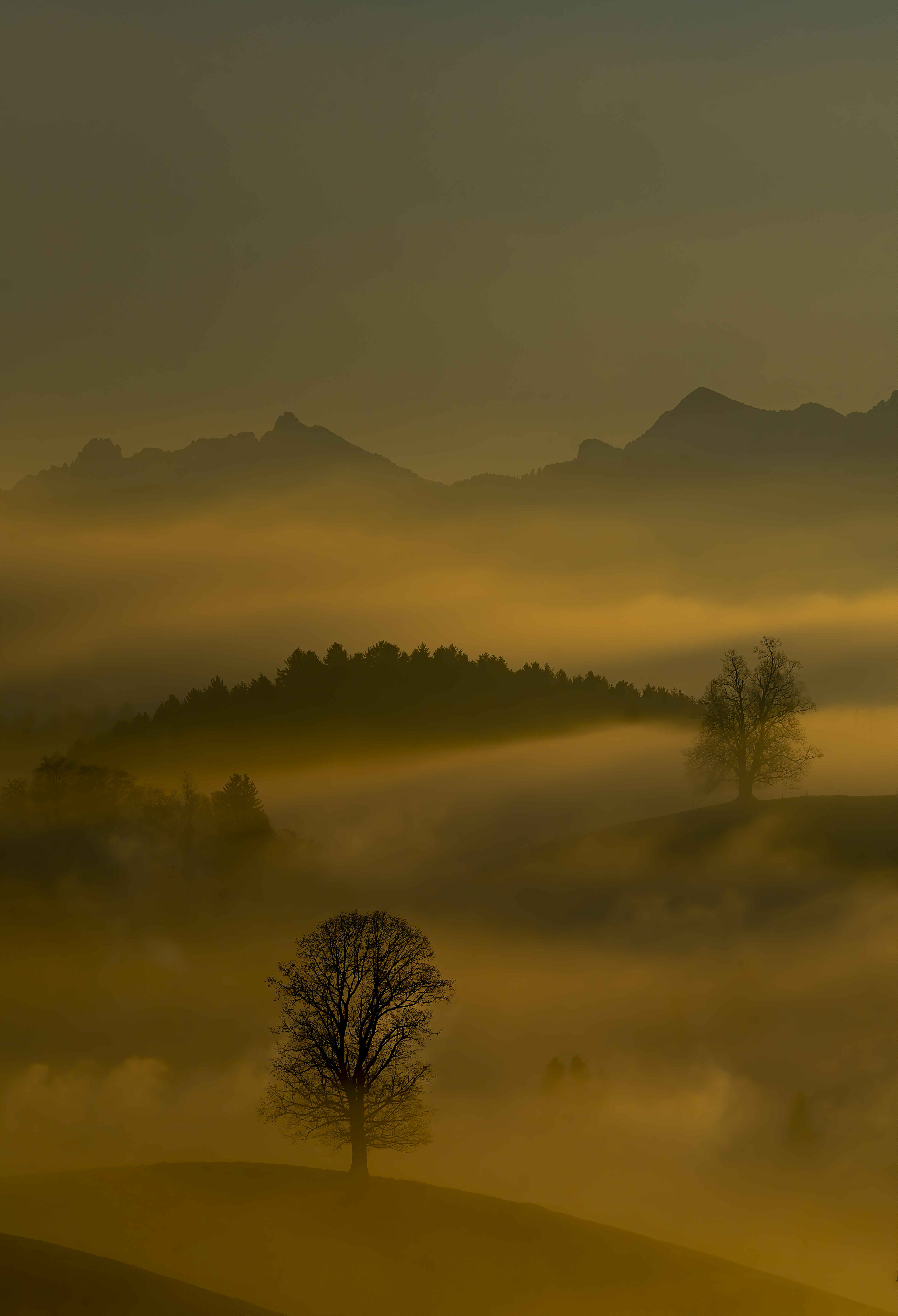 Misty Morning Hills with Lone Trees