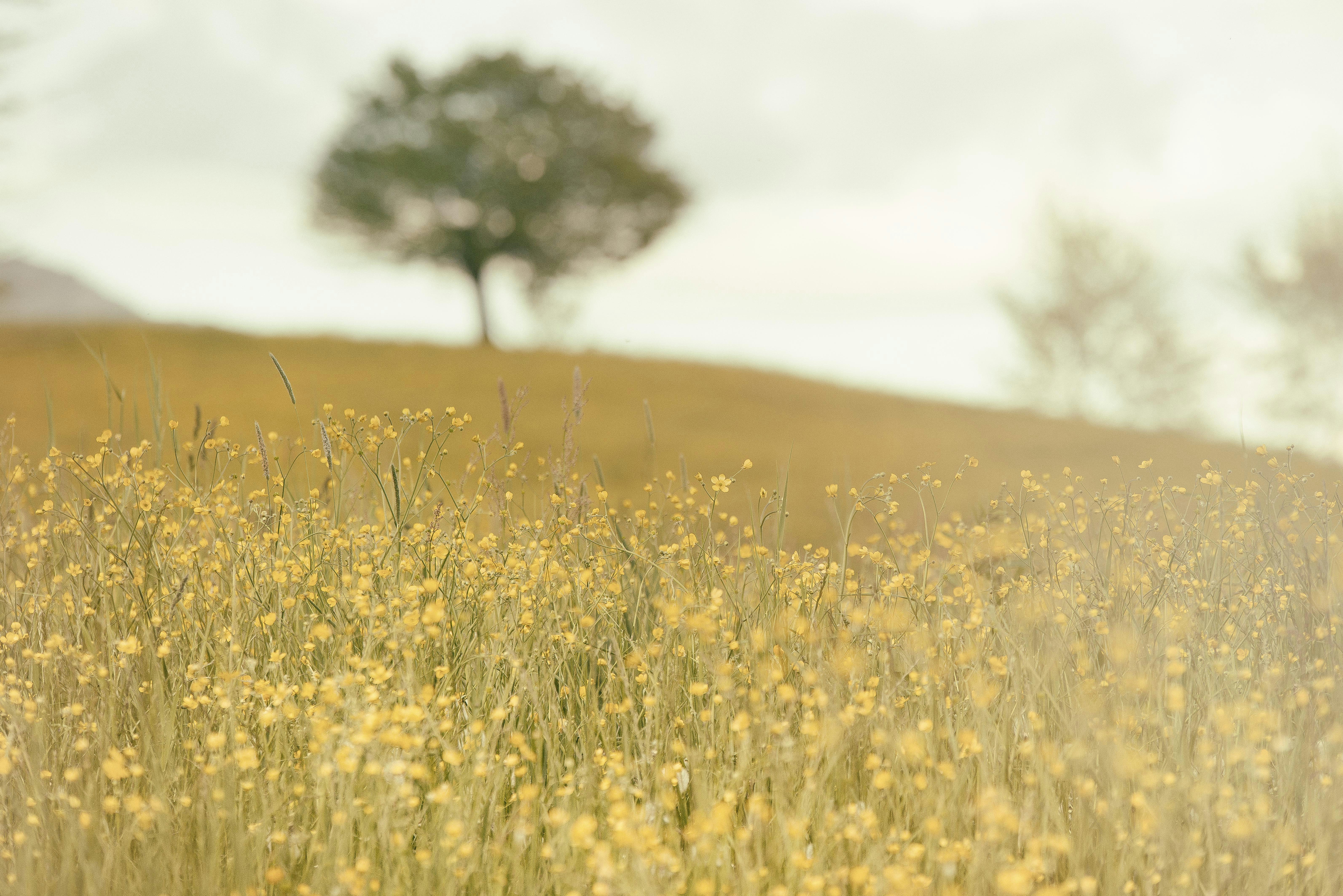 Yellow Wildflower Field With Lone Tree