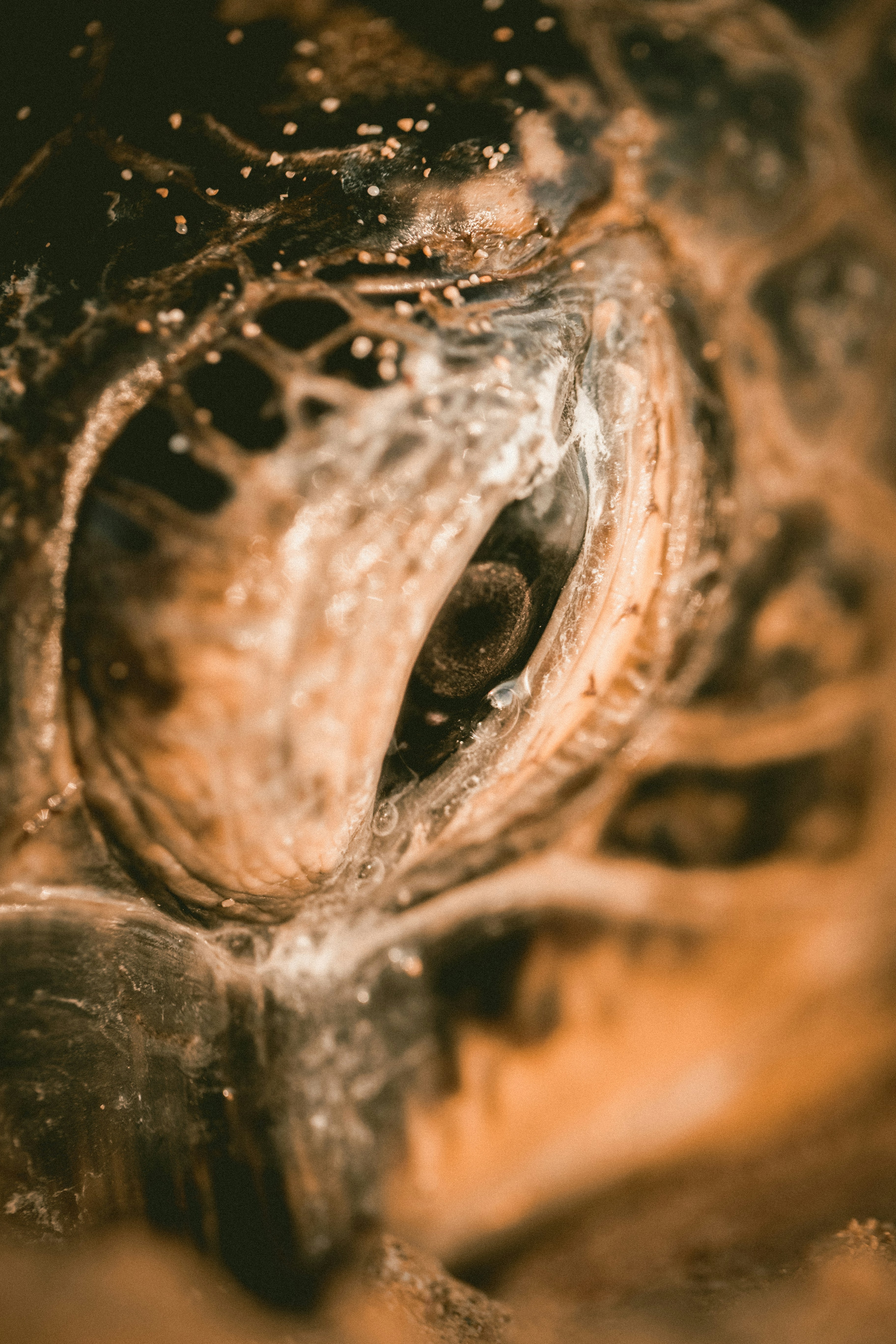 Close-up of Sea Turtle Eye