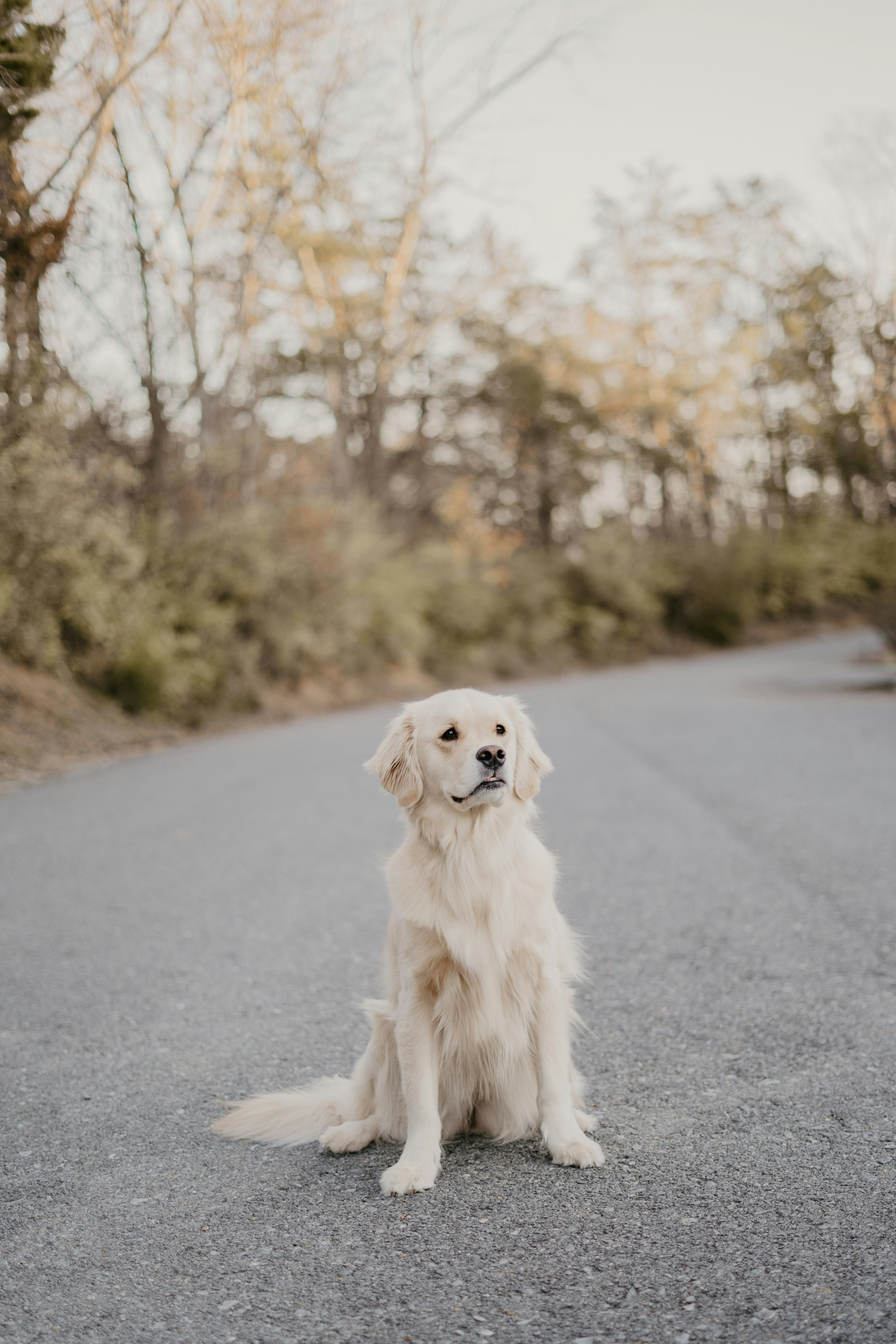 Golden Retriever Sitting on Asphalt Road