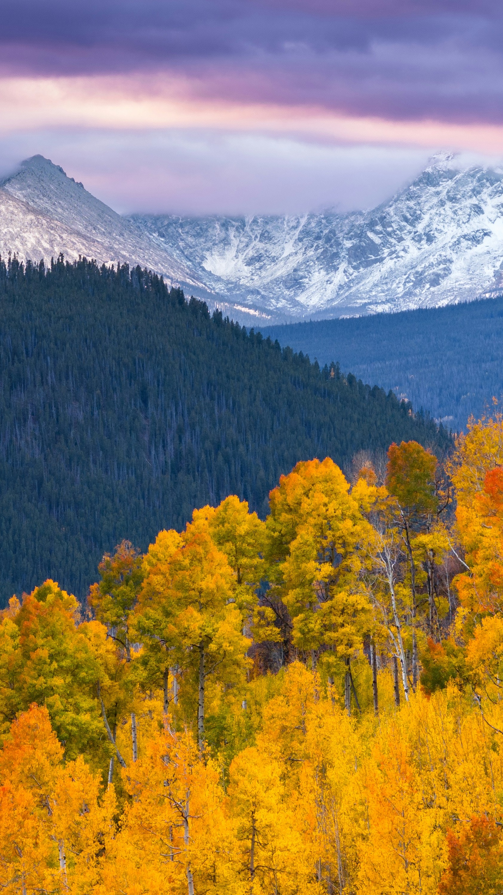 Autumn Aspen Forest and Snowy Mountains
