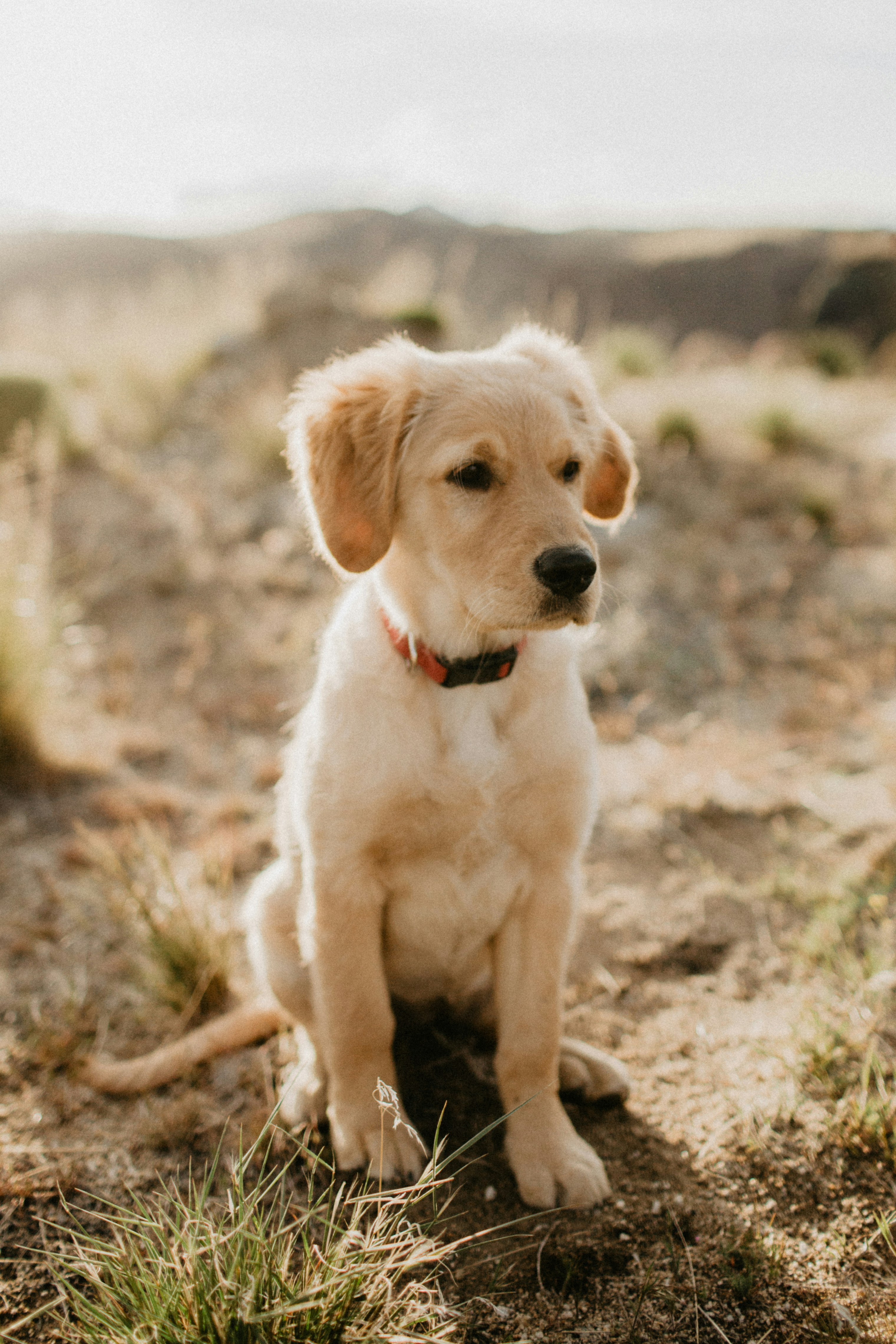 Golden Retriever Puppy Sitting Outdoors