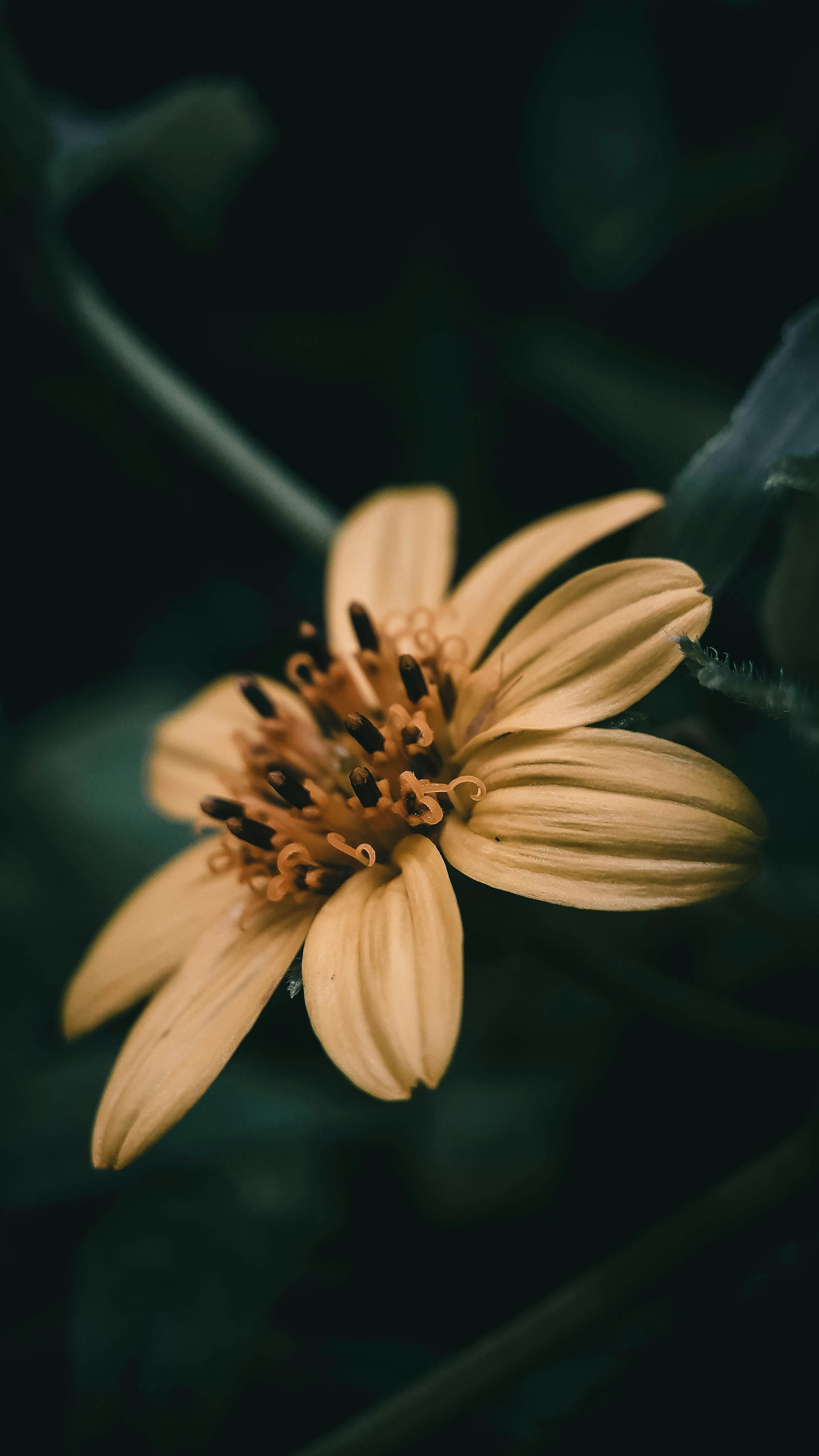 Pale Yellow Wildflower Close-Up