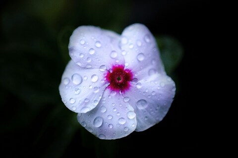 Pale Purple Flower with Water Droplets