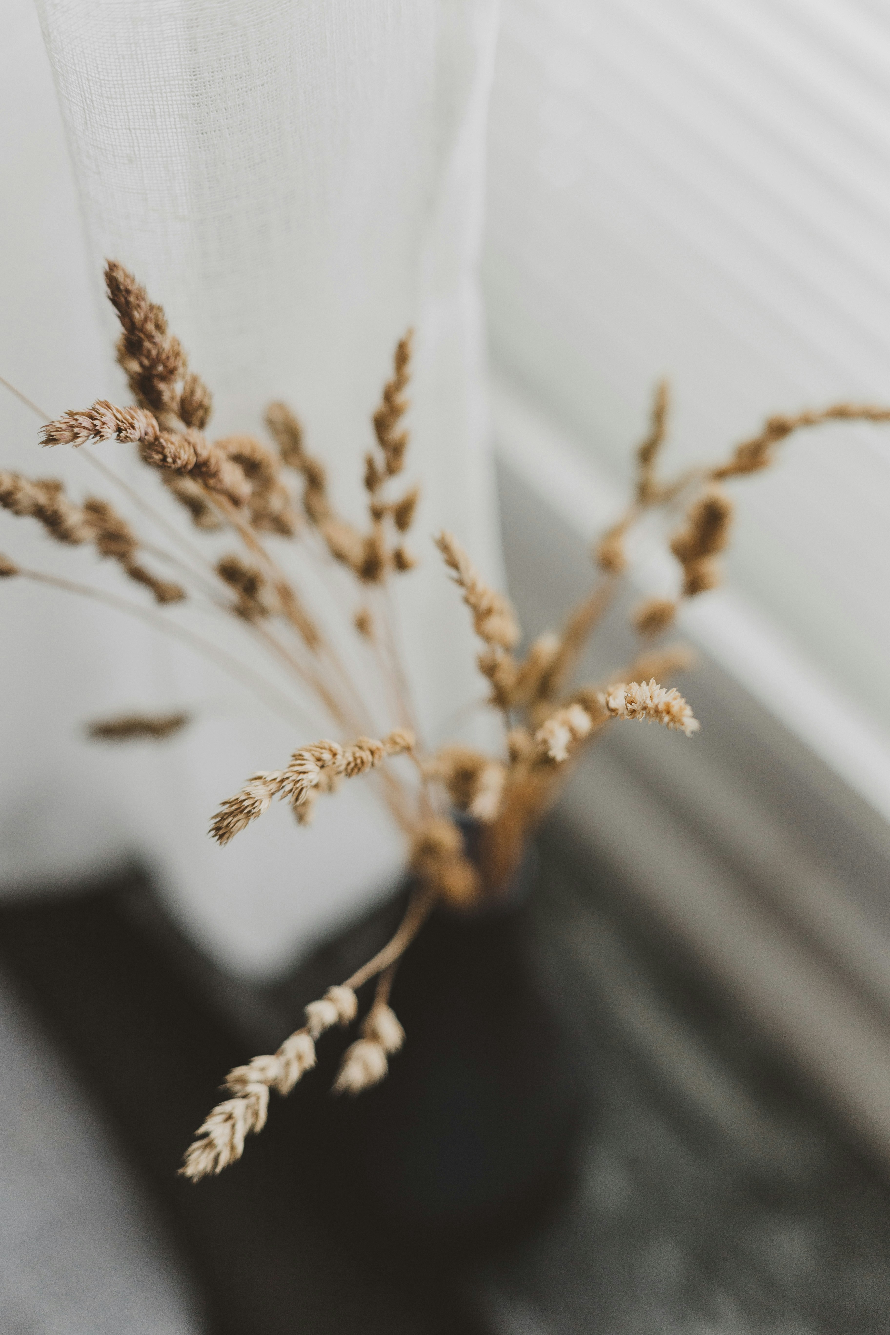 Dried Grass in Vase by Window