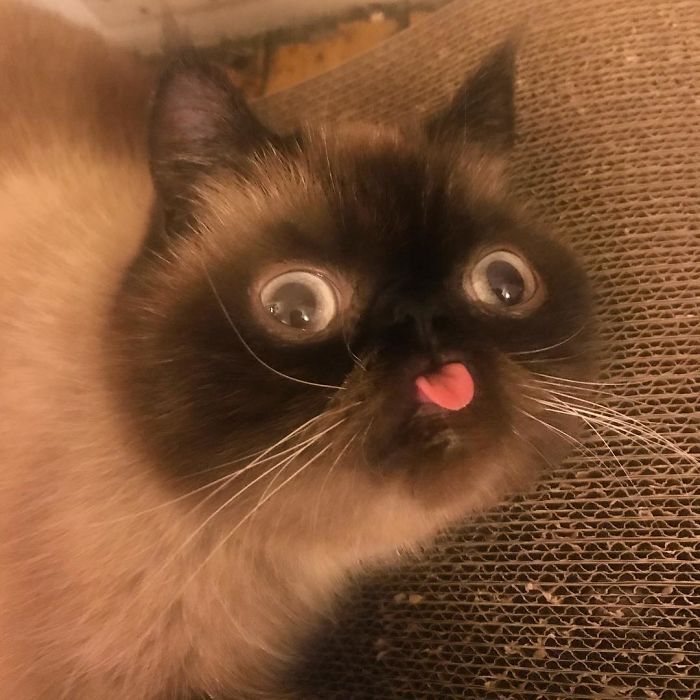 Surprised Cat Sticking Tongue Out