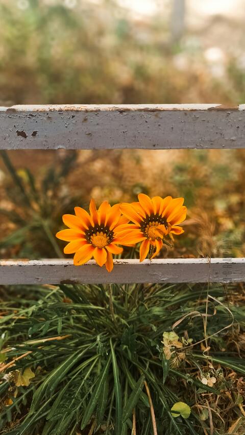 Two Orange Gazania Flowers Between Fence Slats