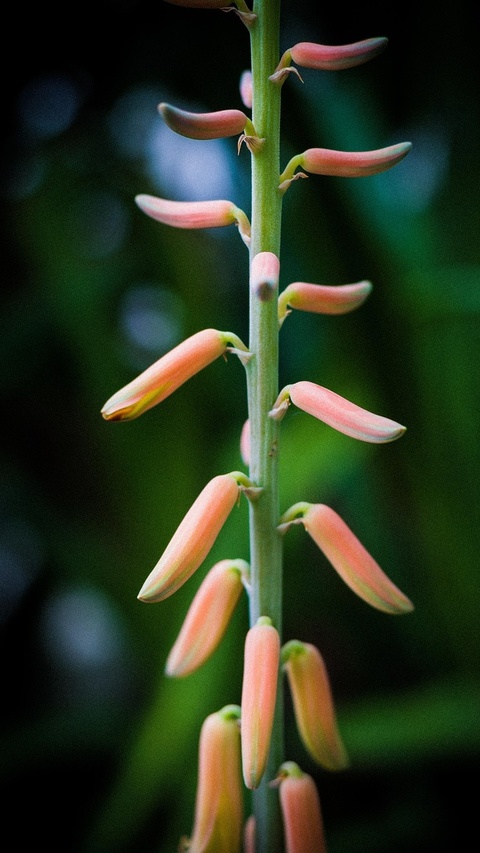 Aloe Vera Flower Stalk