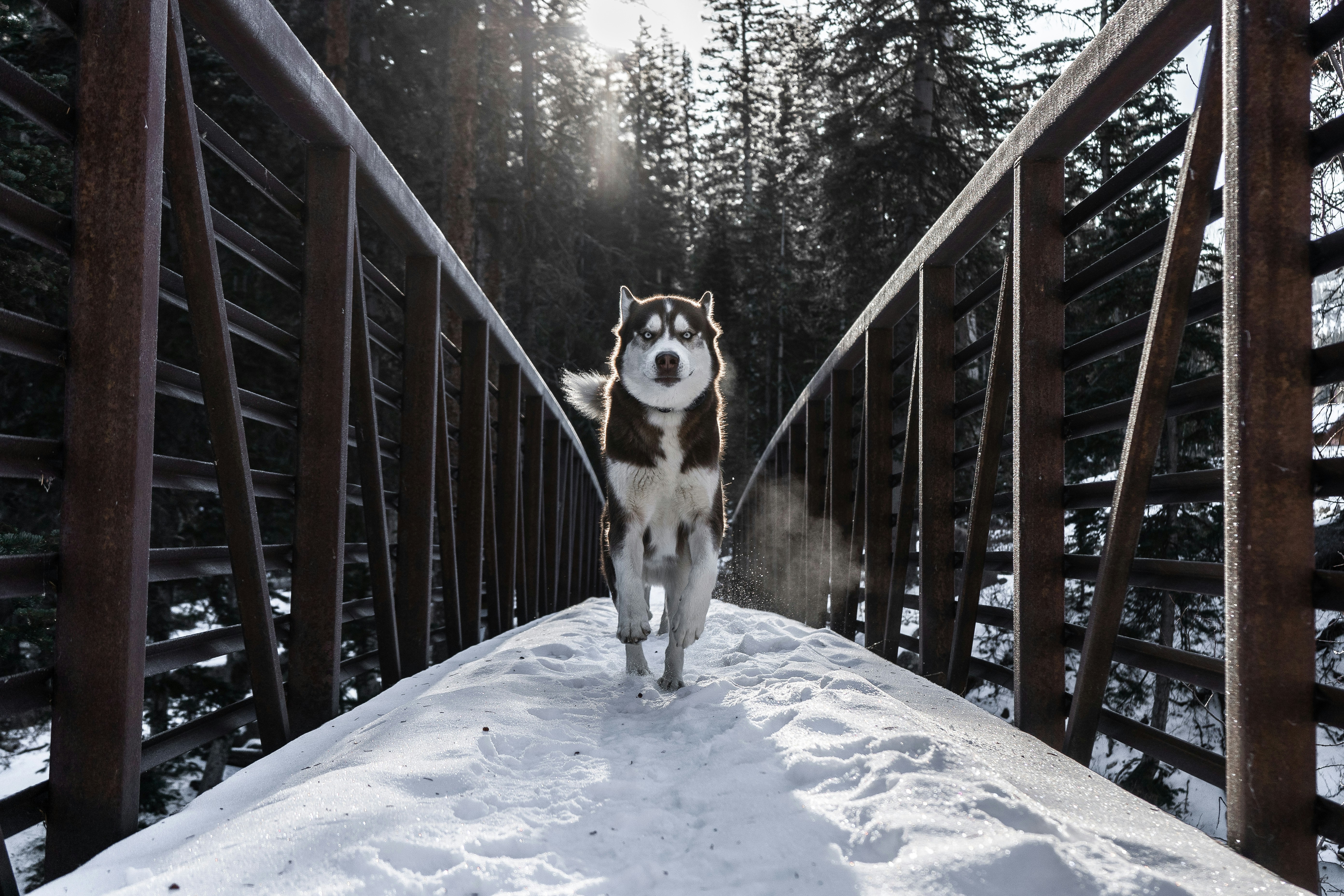 Husky Running on Snowy Bridge