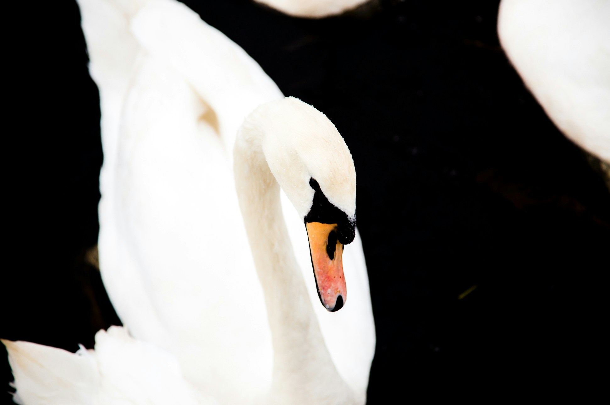 Close-up of a White Swan