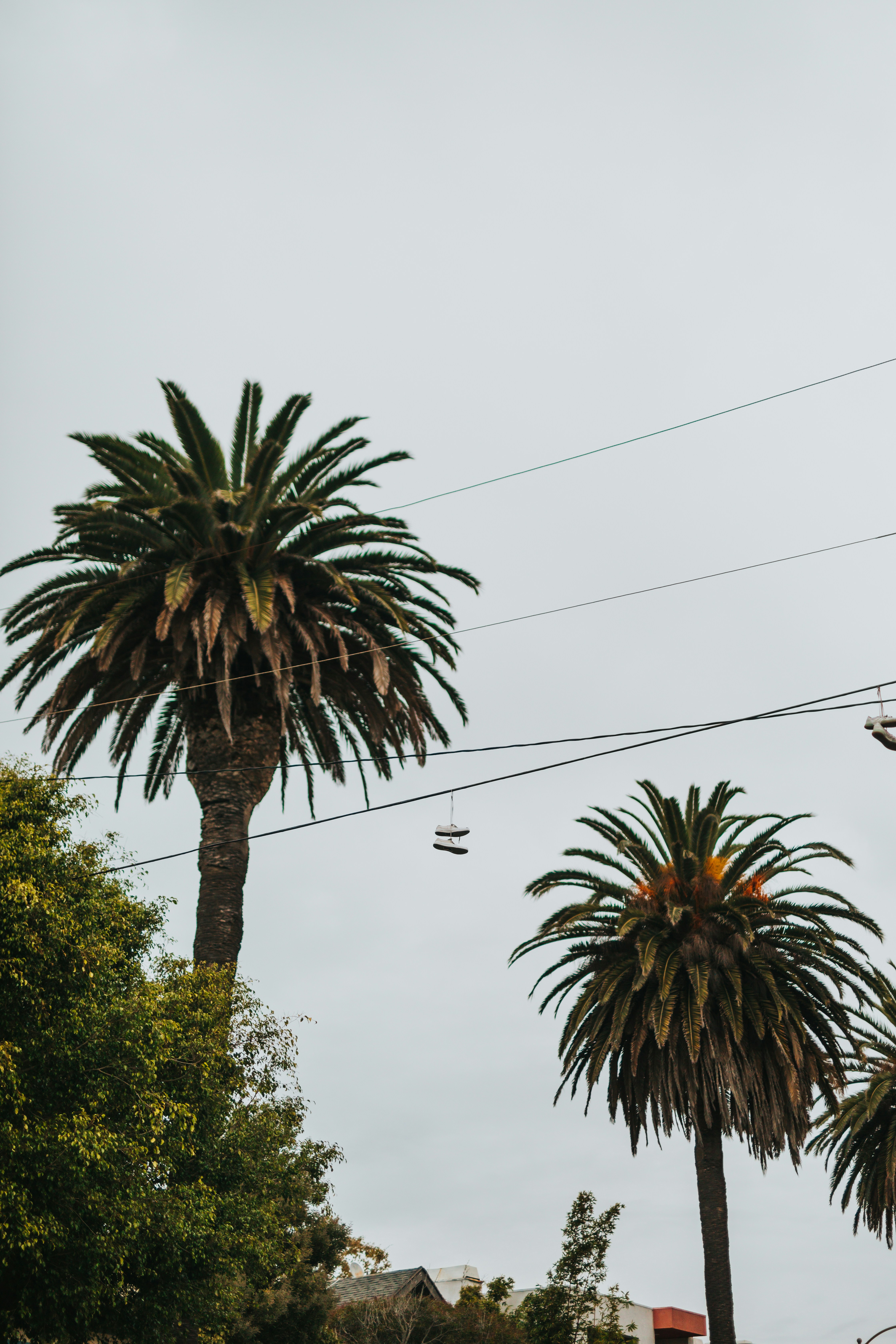 Shoes Hanging on Wires Above Palm Trees