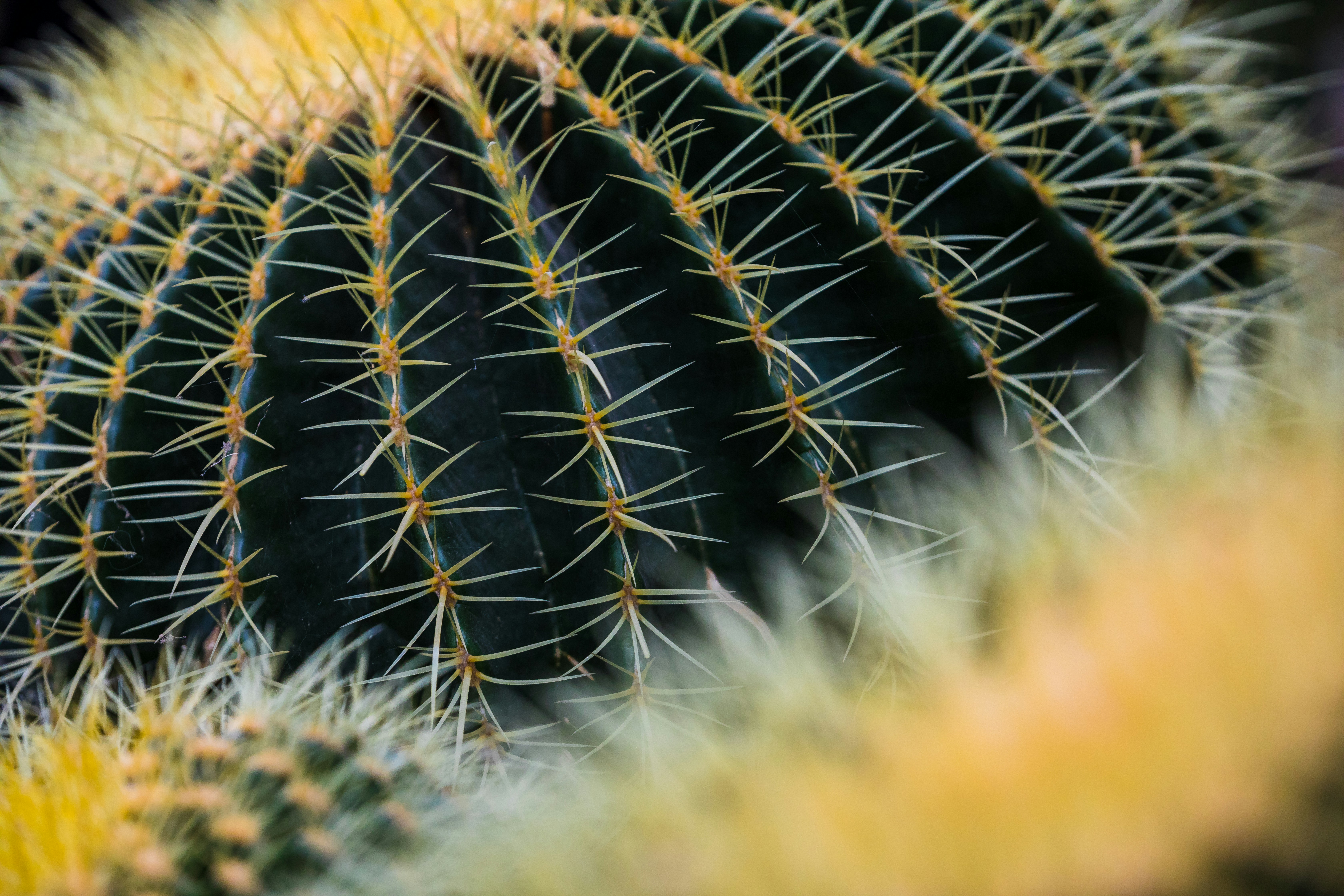 Close-up of Cactus Spines
