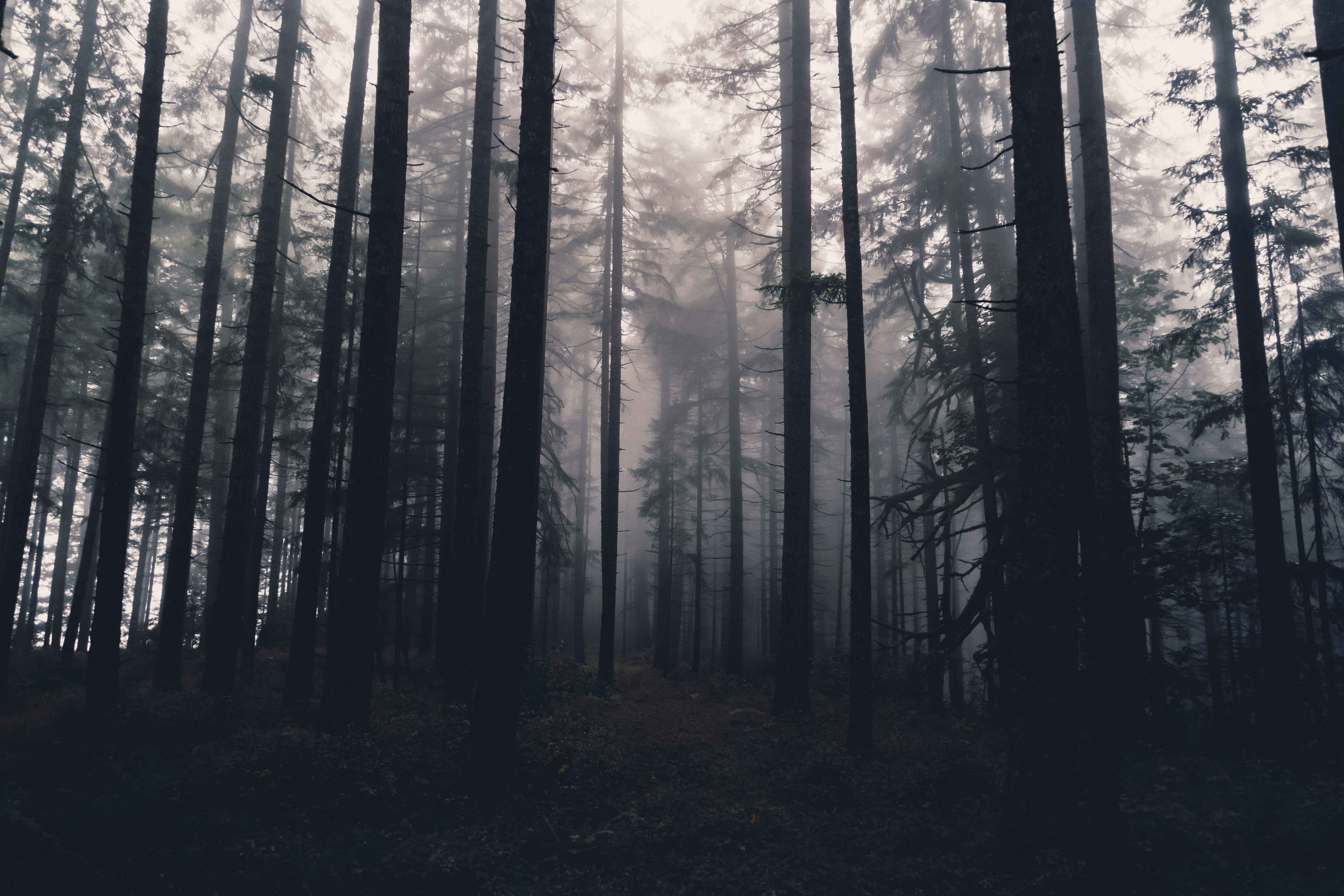 Misty Dense Forest