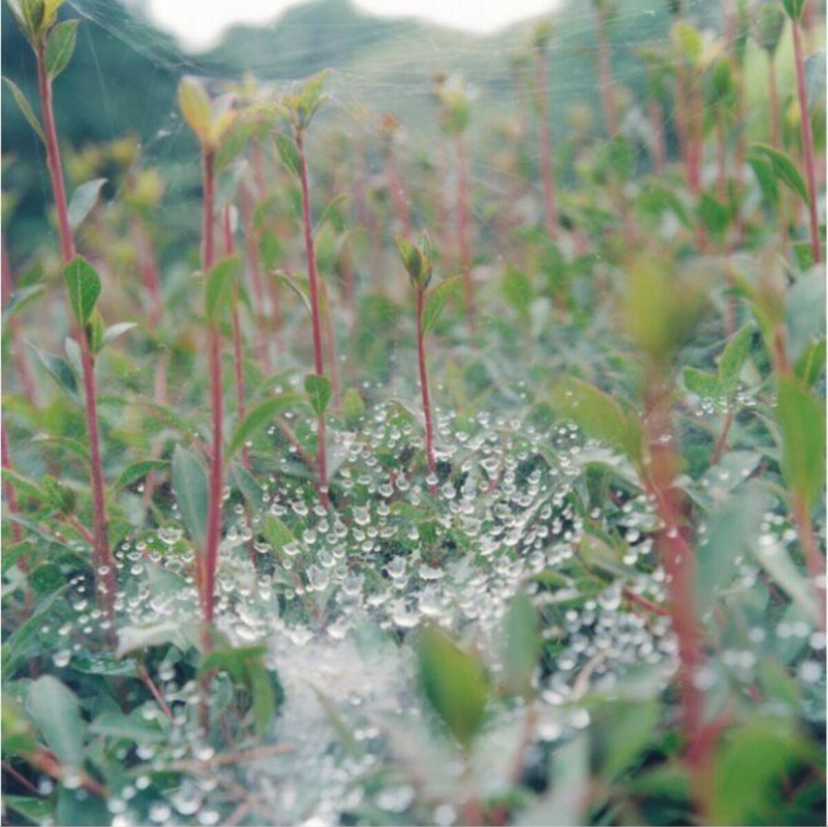 Dewdrops on Spider Web Among New Sprouts