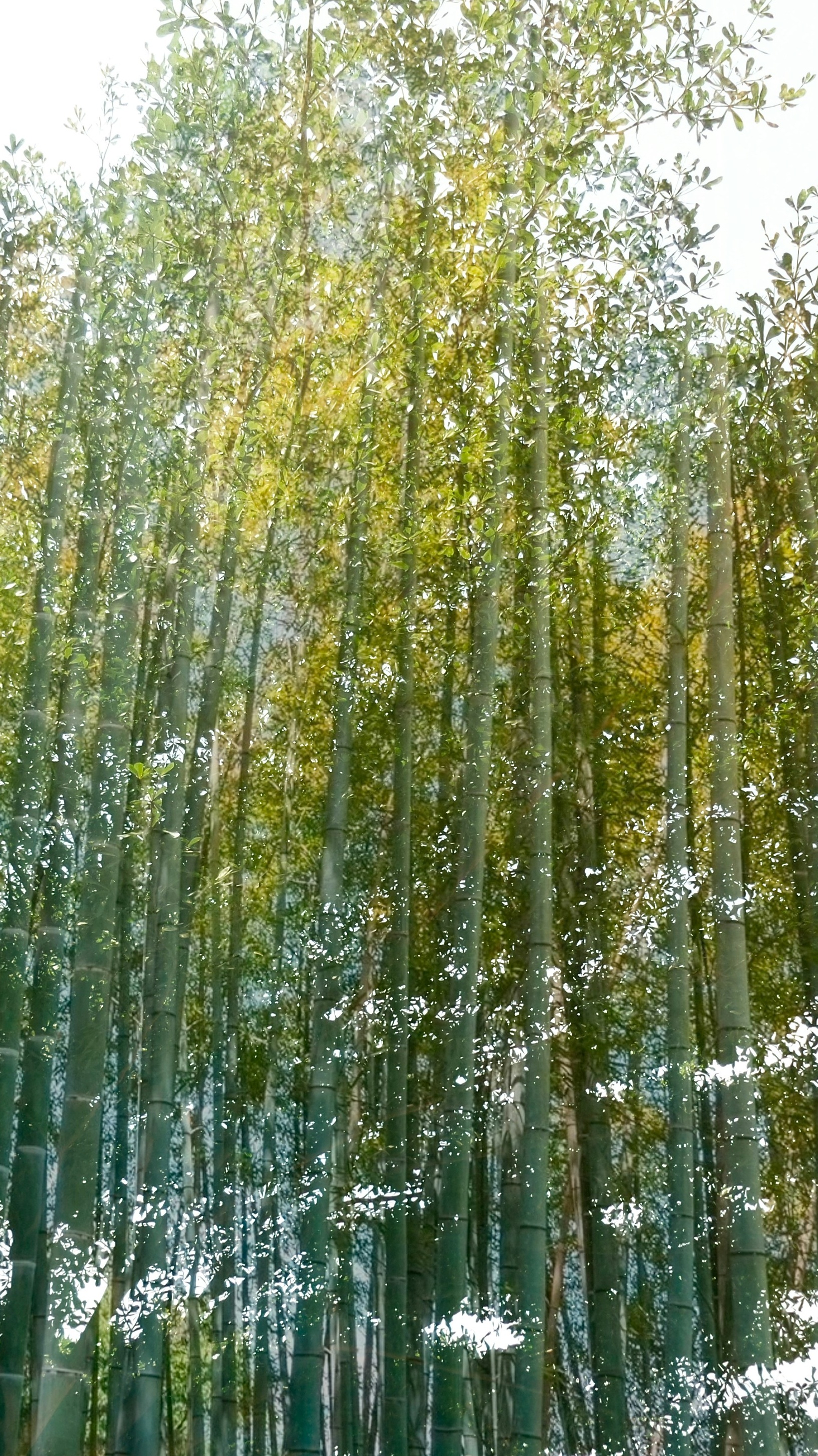 Dense Bamboo Forest