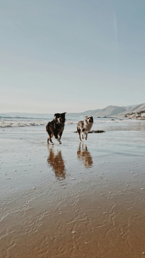Two Dogs Running on Beach