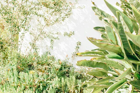 Green Plants Against White Wall