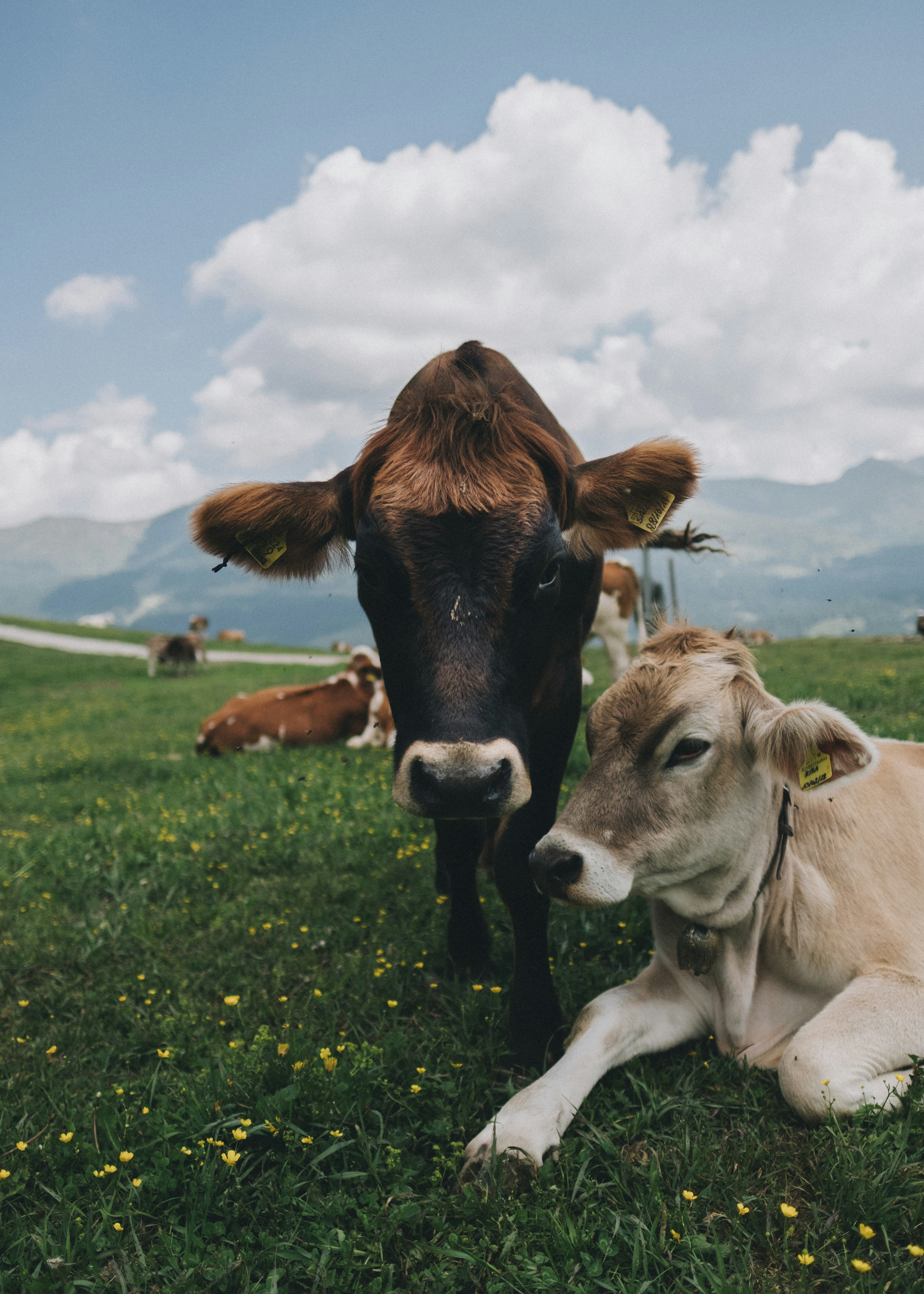 Two Cows on Mountain Pasture