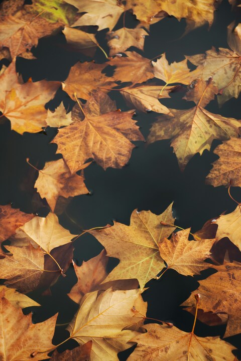 Fallen Autumn Leaves on Dark Water