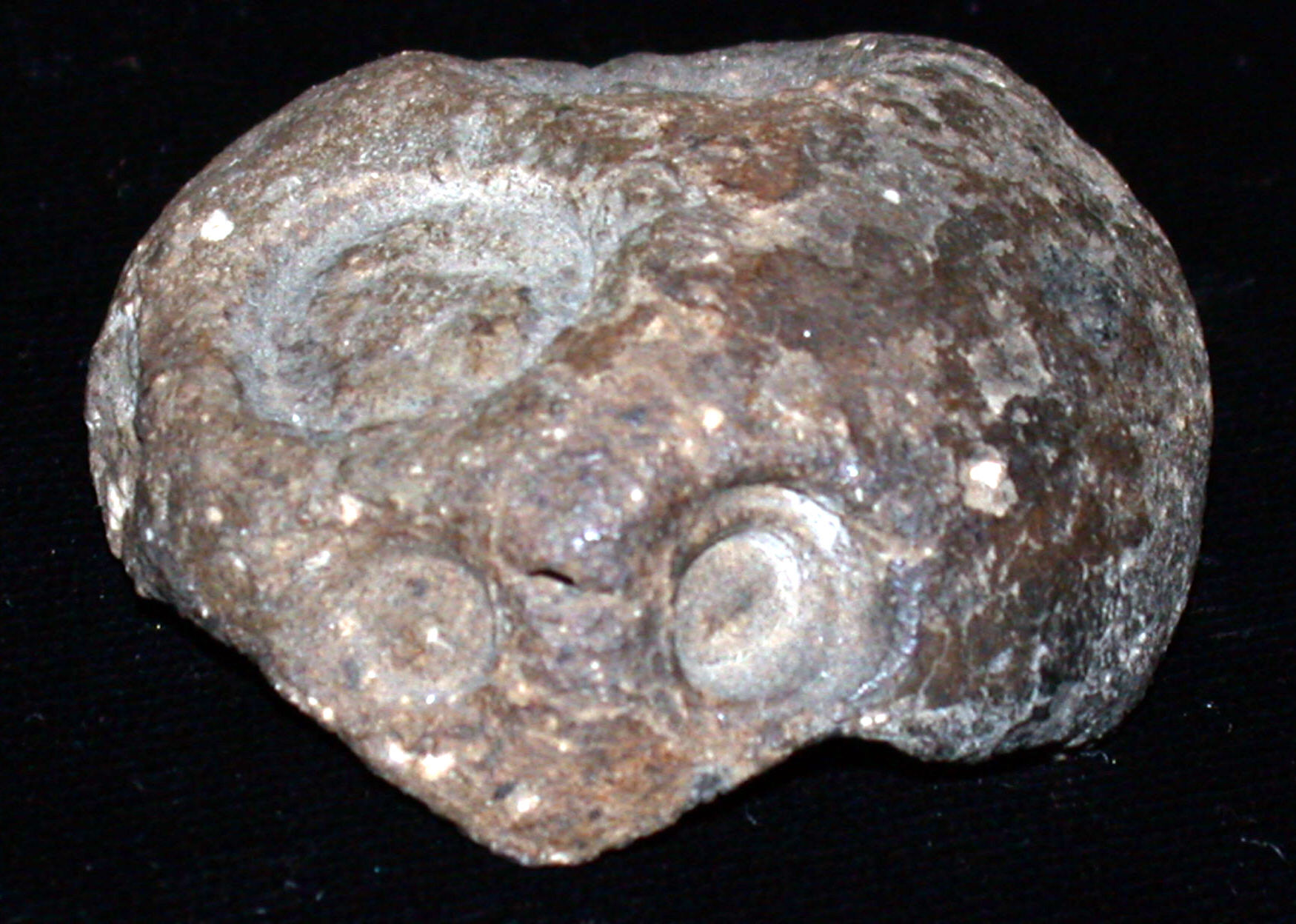 Ammonite Fossil Fragment