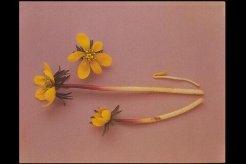 Pressed Yellow Flower Botanical Specimens