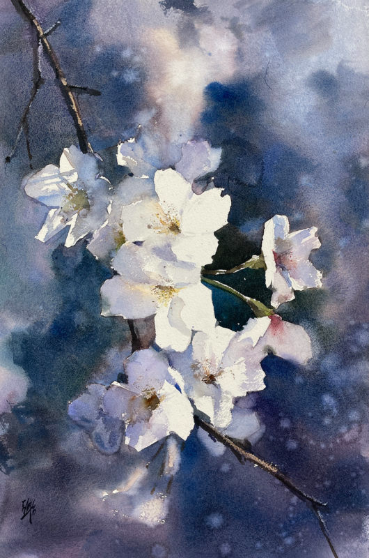 White Cherry Blossoms Watercolor Painting