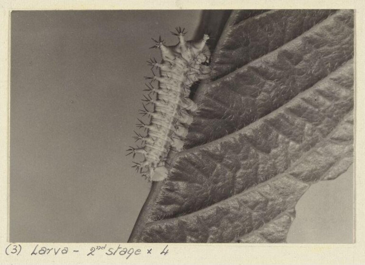 Second Stage Larva on Leaf