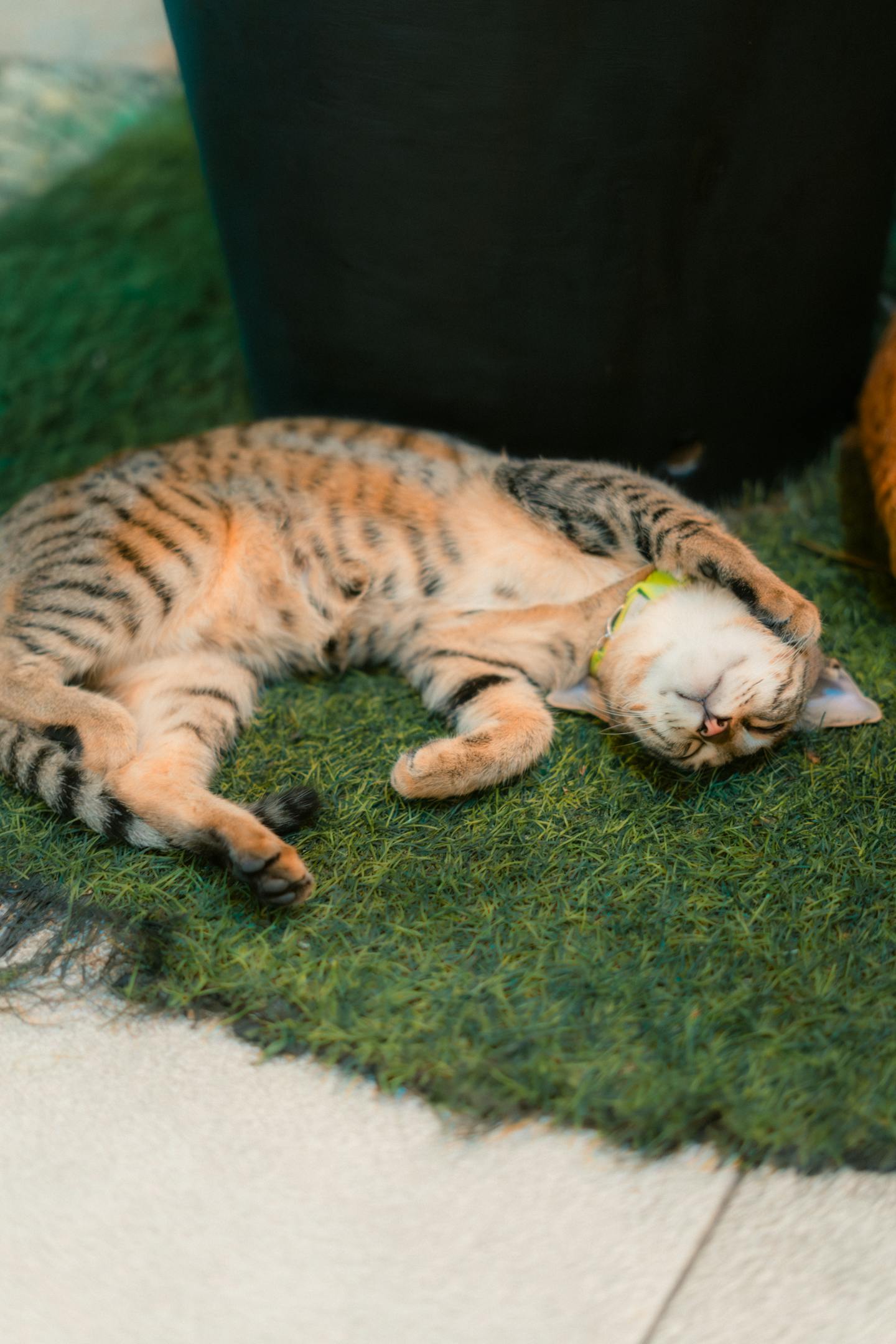 Sleeping Tabby Cat Lying On Back