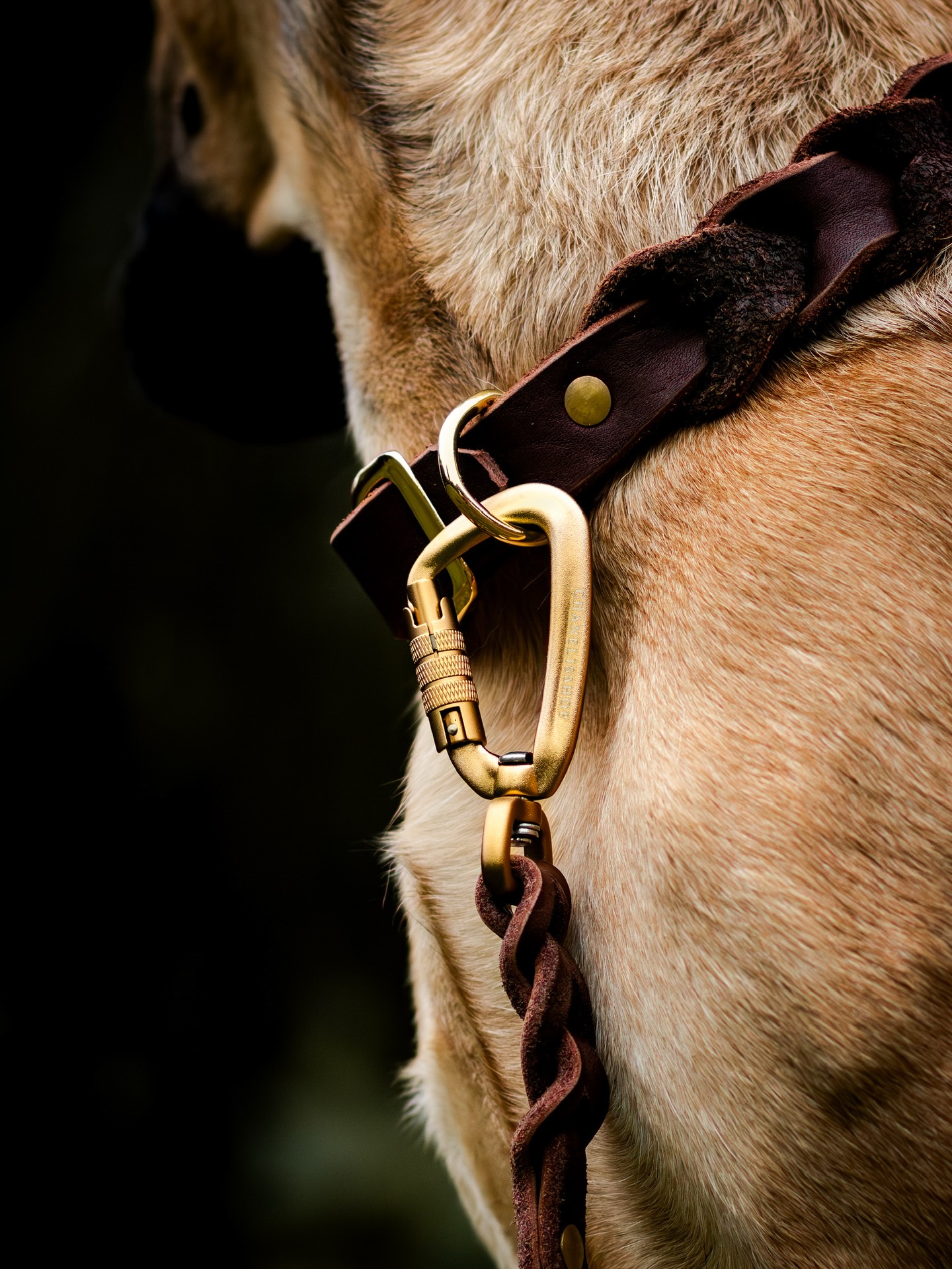 Close-up of Dog's Leather Collar