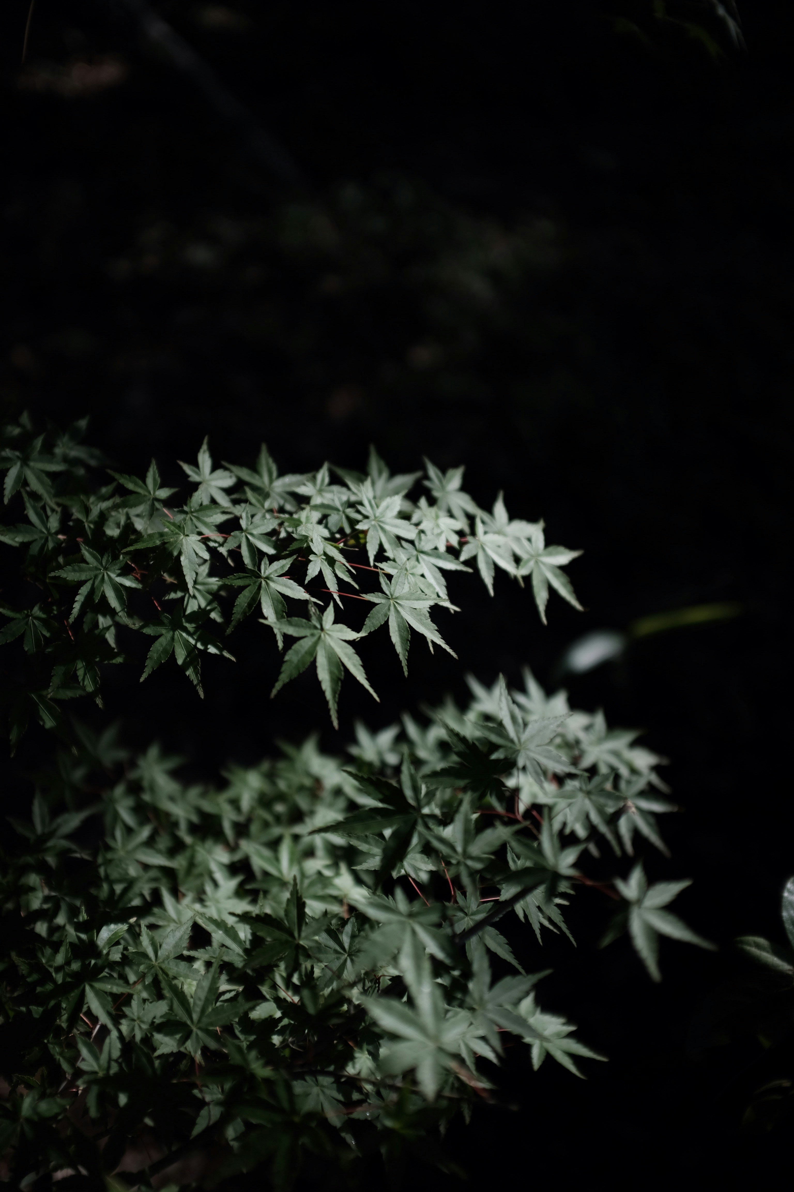 Green Maple Leaves Against Dark Background