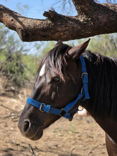 Dark Brown Horse Under Tree Branch