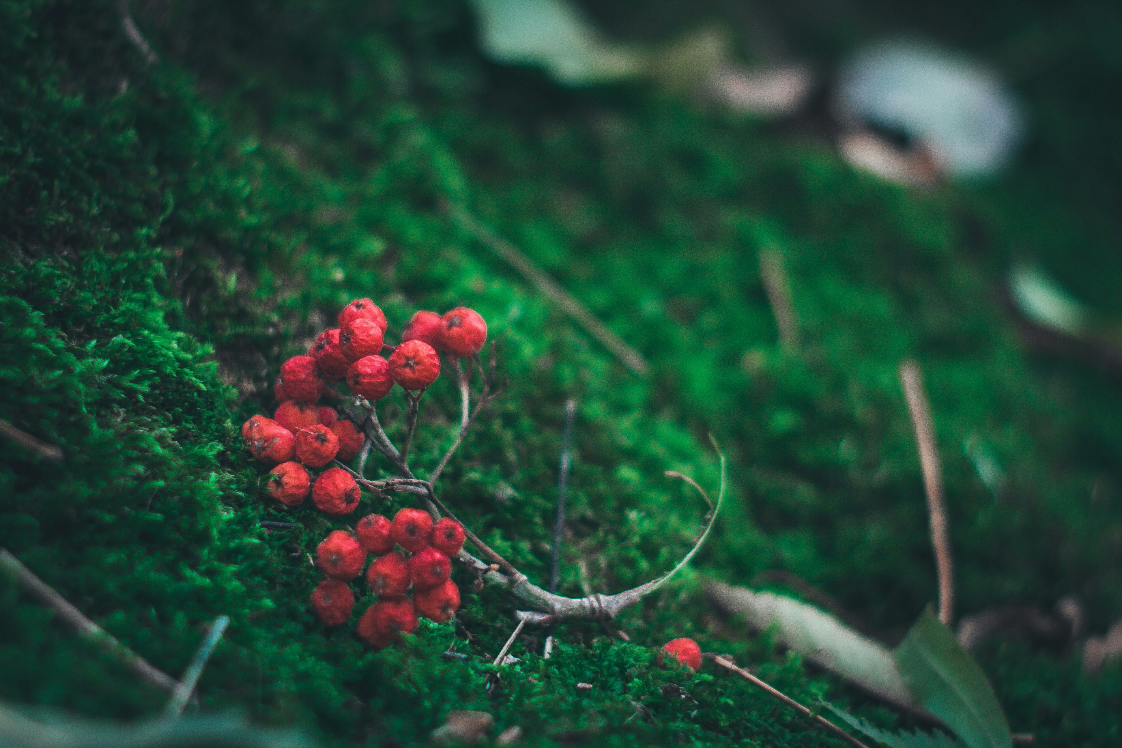 Red Rowan Berries on Green Moss