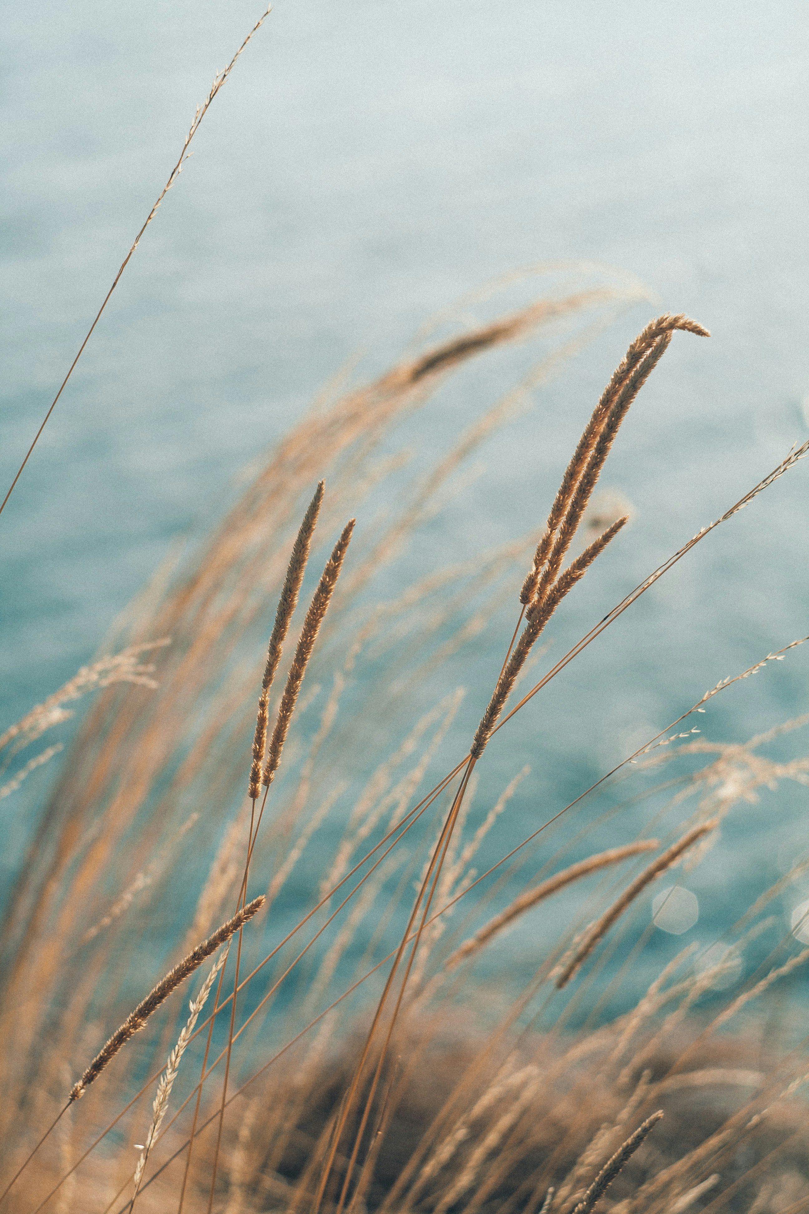 Dry Grass Beside Calm Water