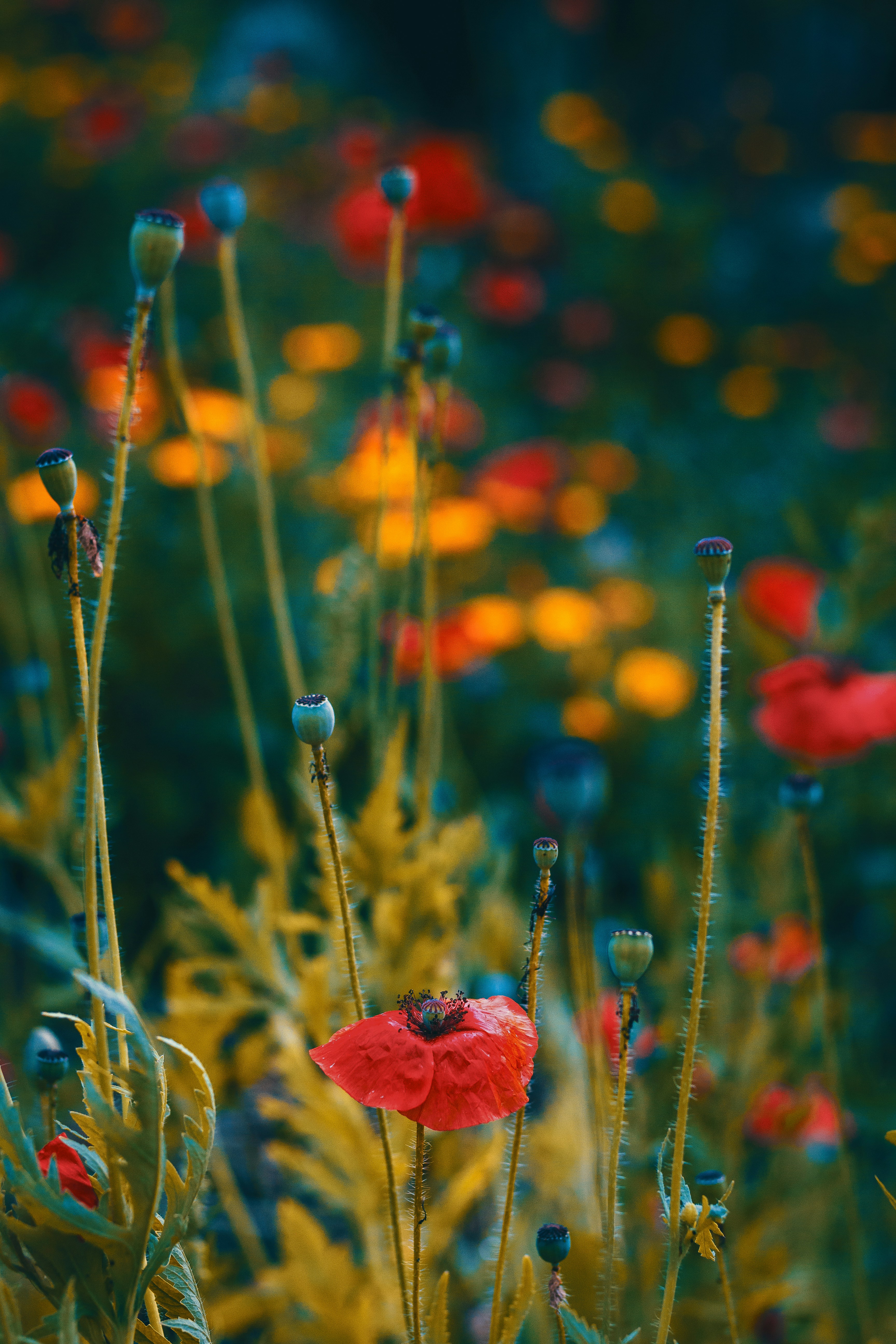 Red Poppies In Wild Field
