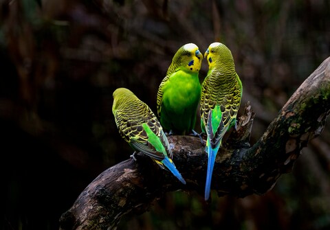 Three Budgerigars on a Branch