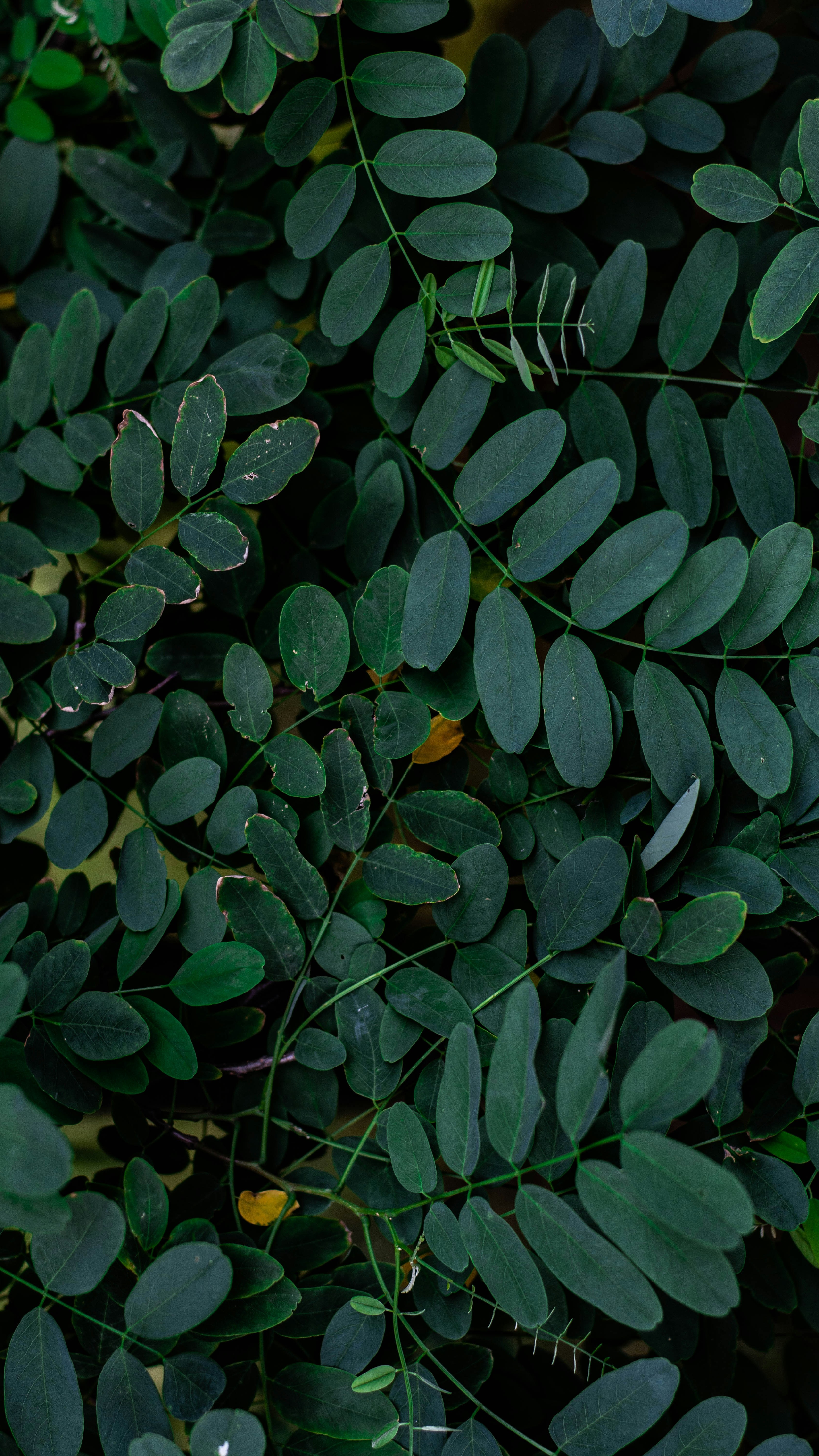 Wallpapers