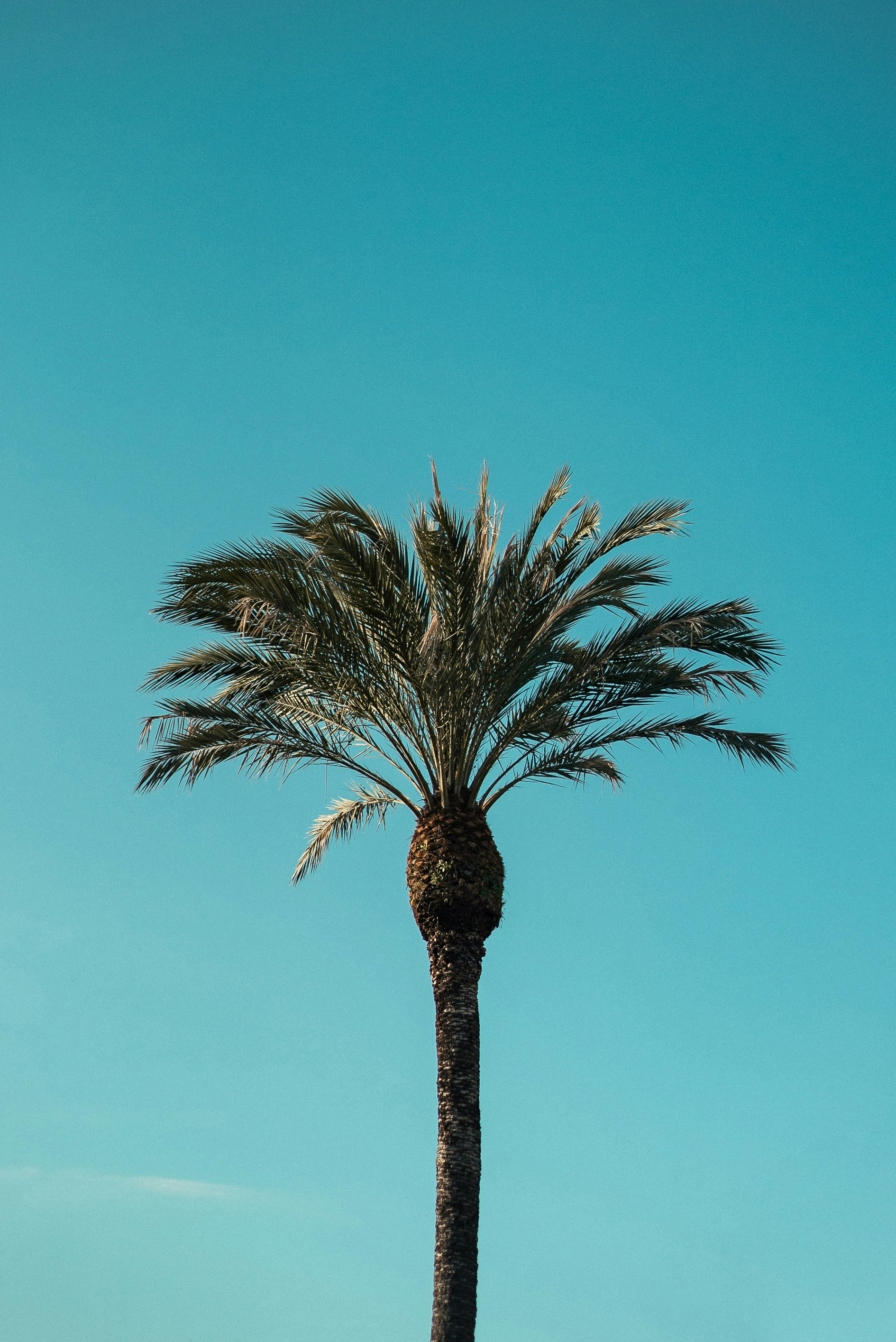Single Palm Tree Against Clear Sky