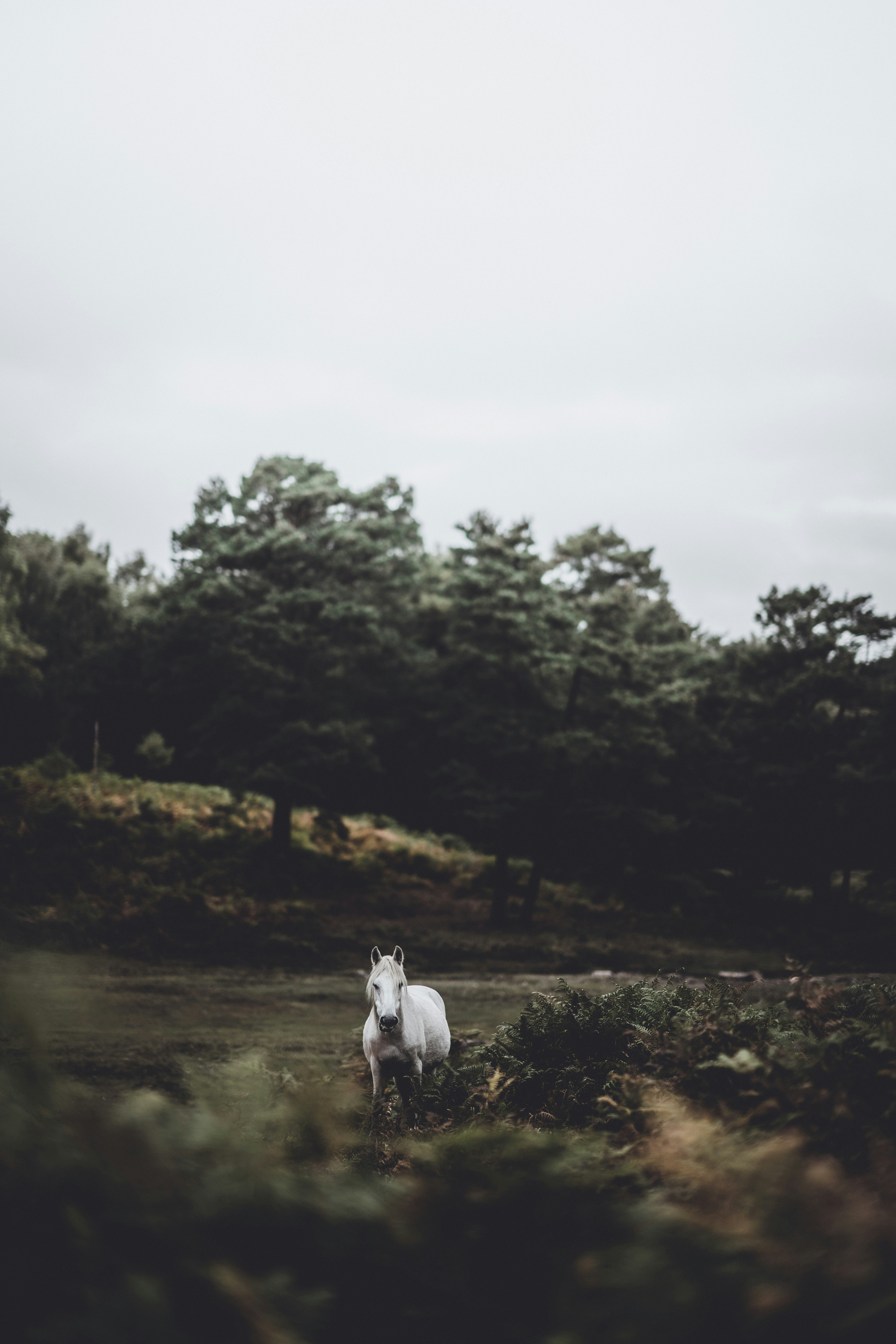 White Horse in Forest Clearing