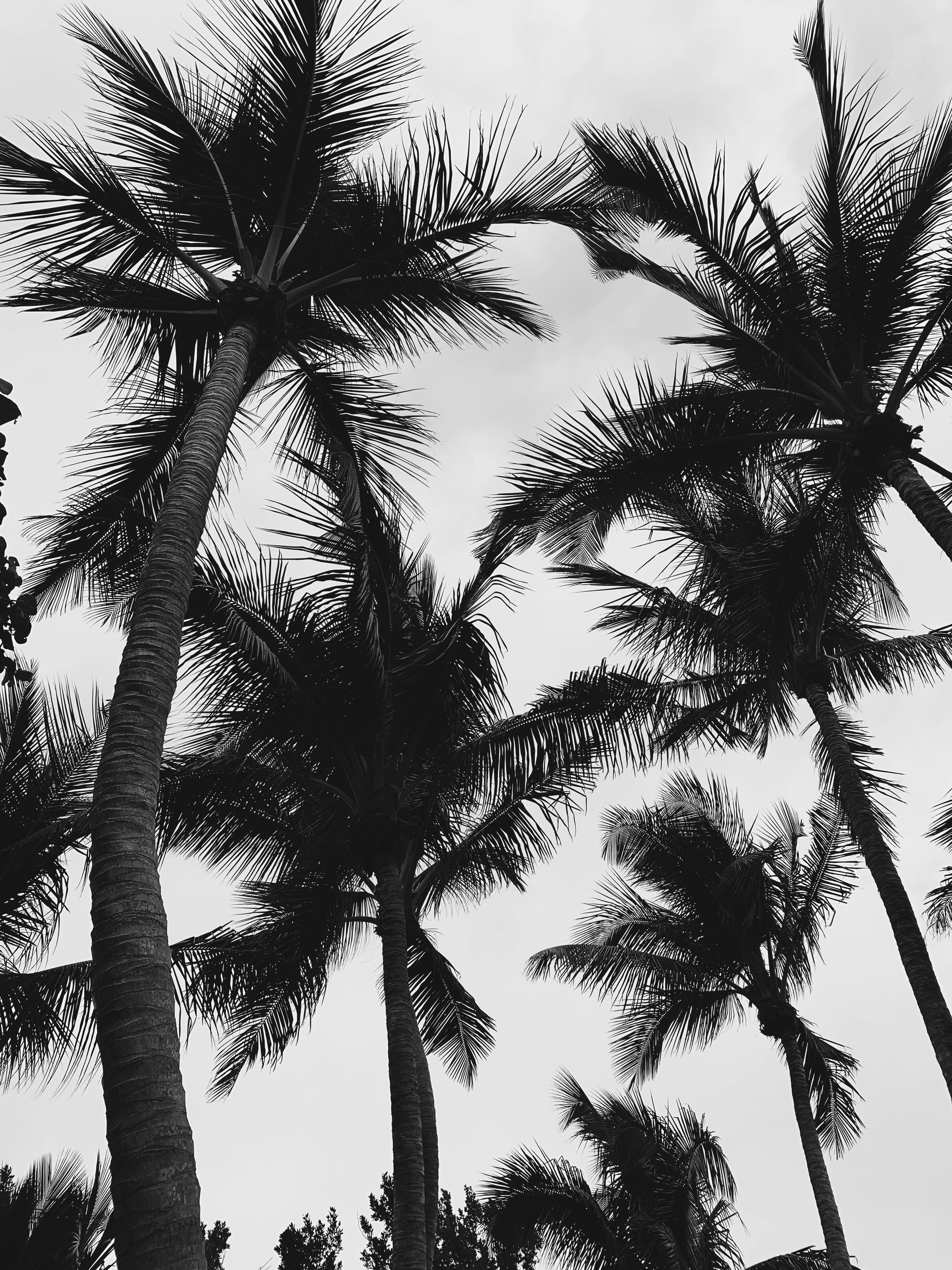 Low Angle View of Coconut Palms