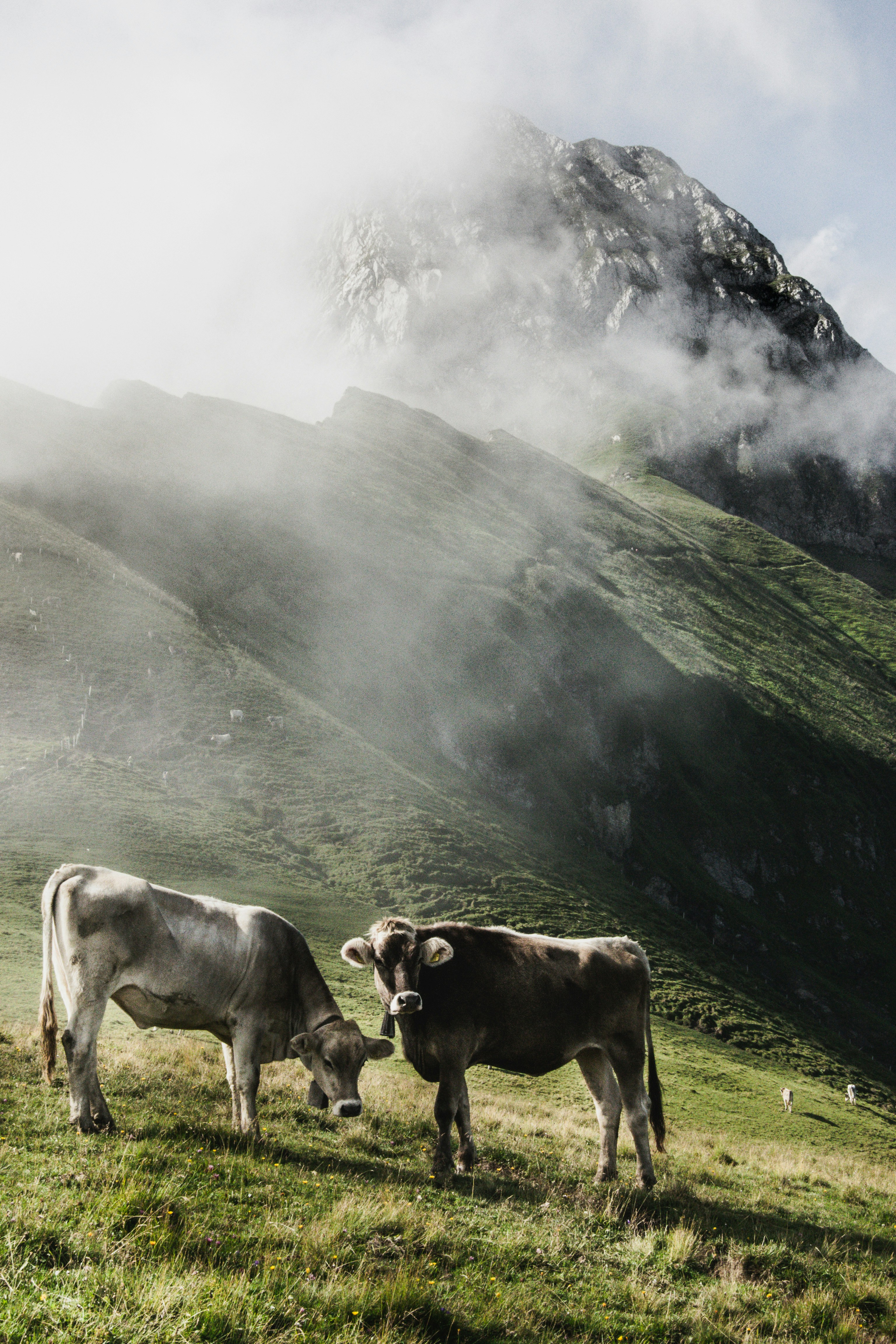 Two Cows Grazing on Misty Mountain Slope