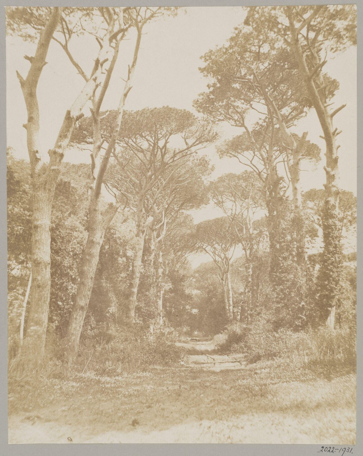 Vintage Tree-Lined Forest Path