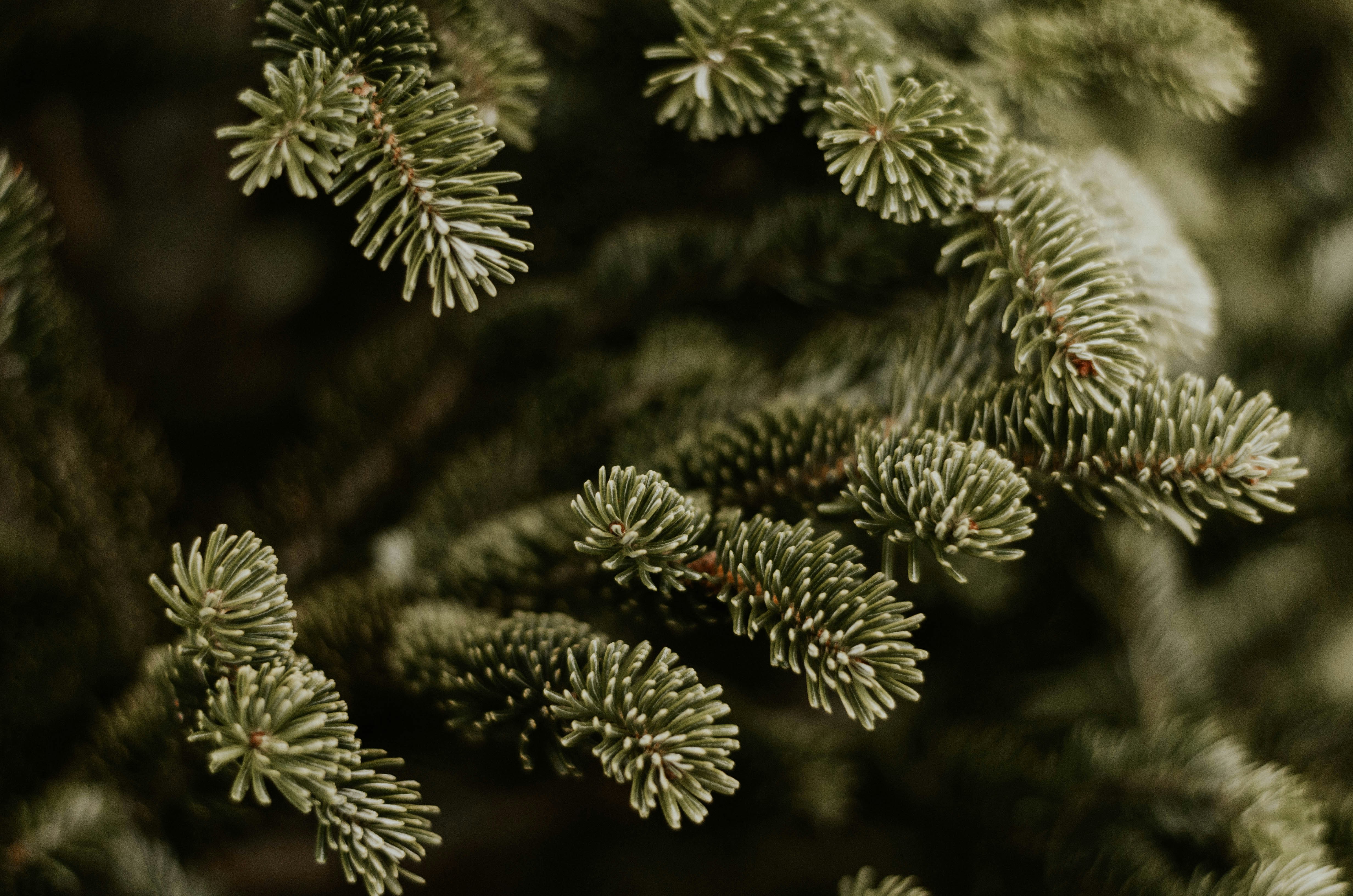 Close-up of Spruce Tree Branches