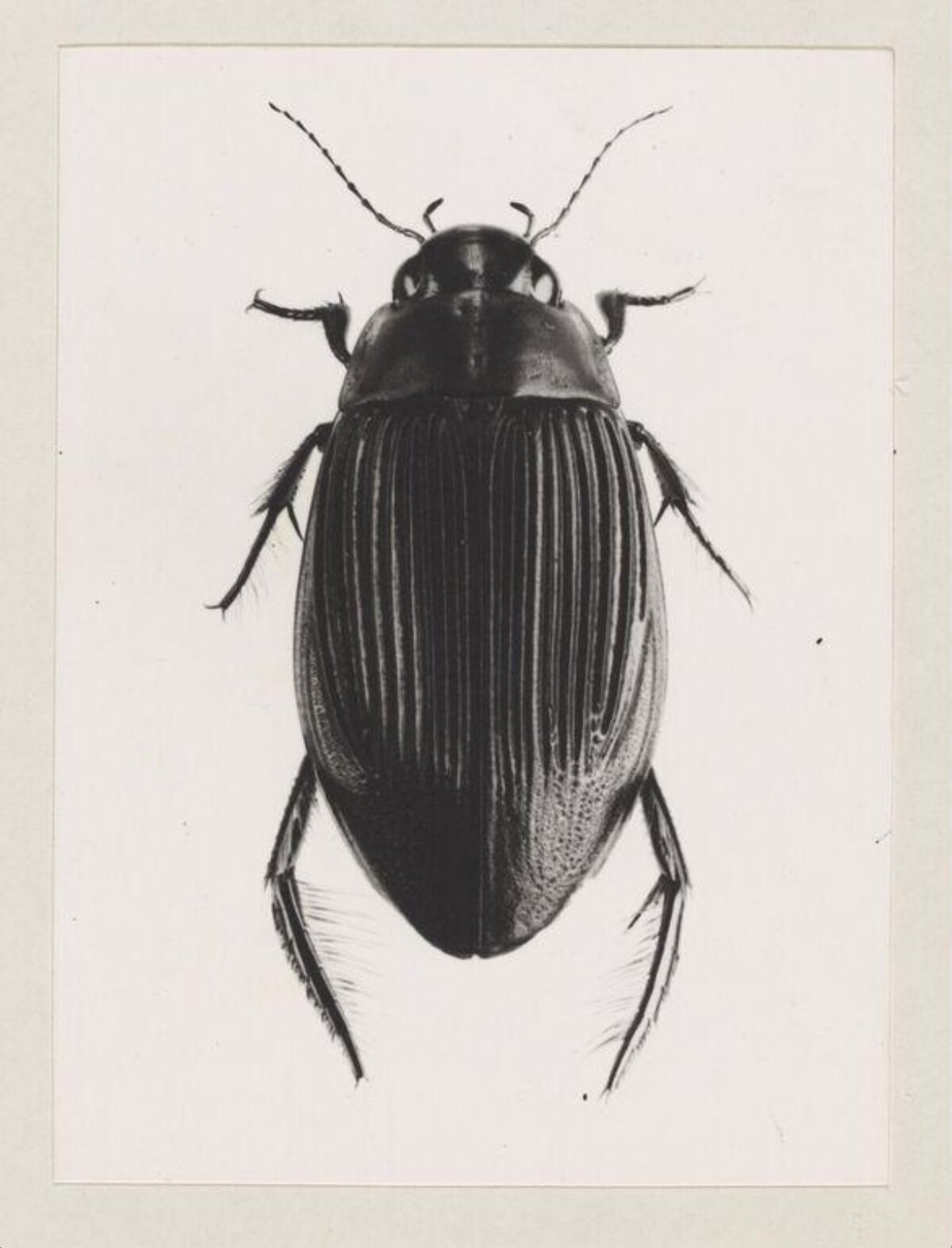 Scientific Illustration of a Beetle