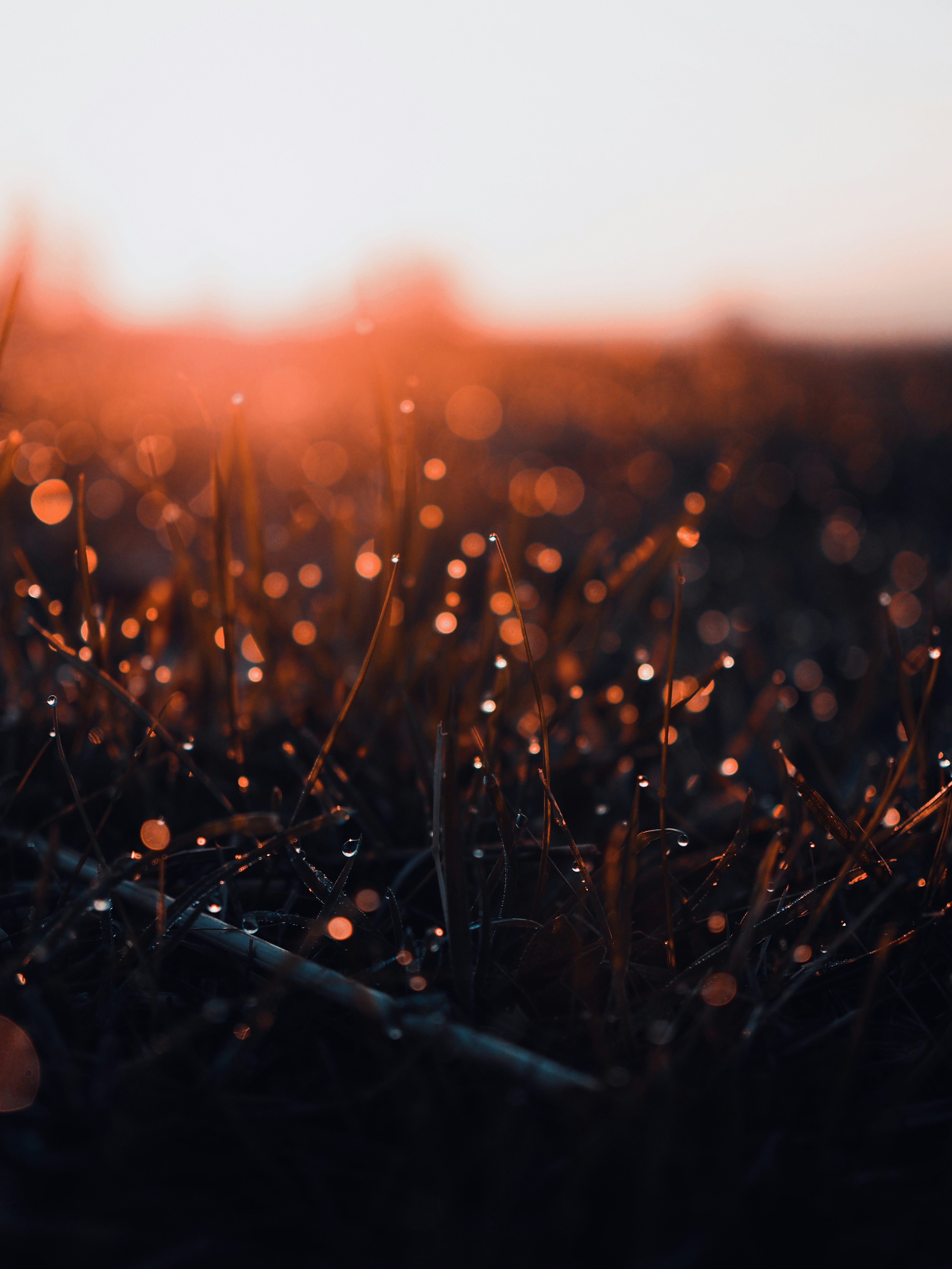 Dewdrops on Grass at Sunset