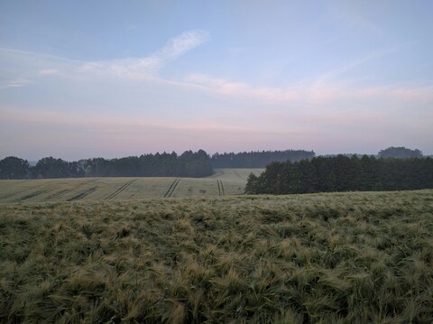 Rolling Grain Field at Dawn